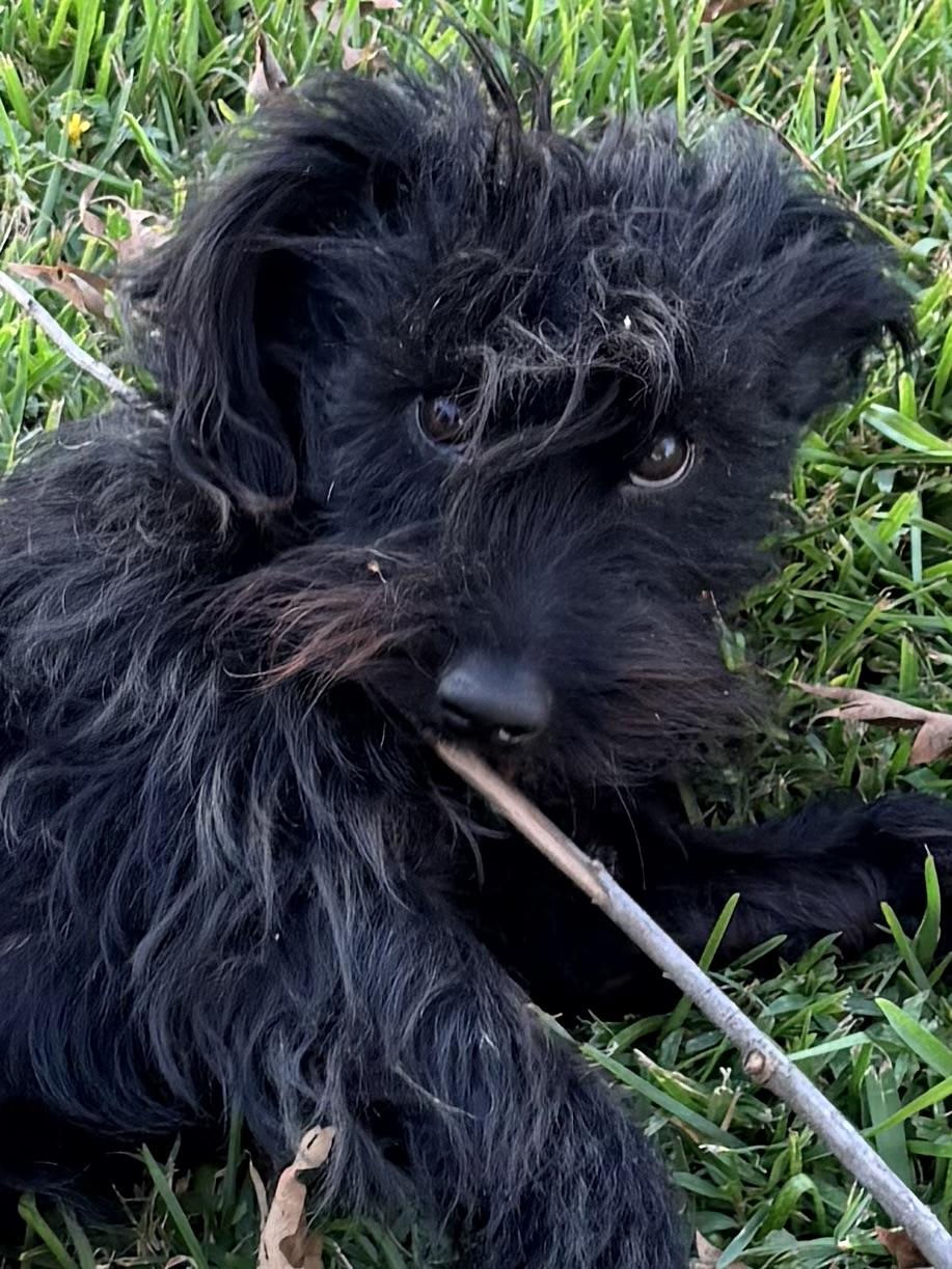 Zach, Adoptable, Adult Male Schnauzer & Scottish Terrier.