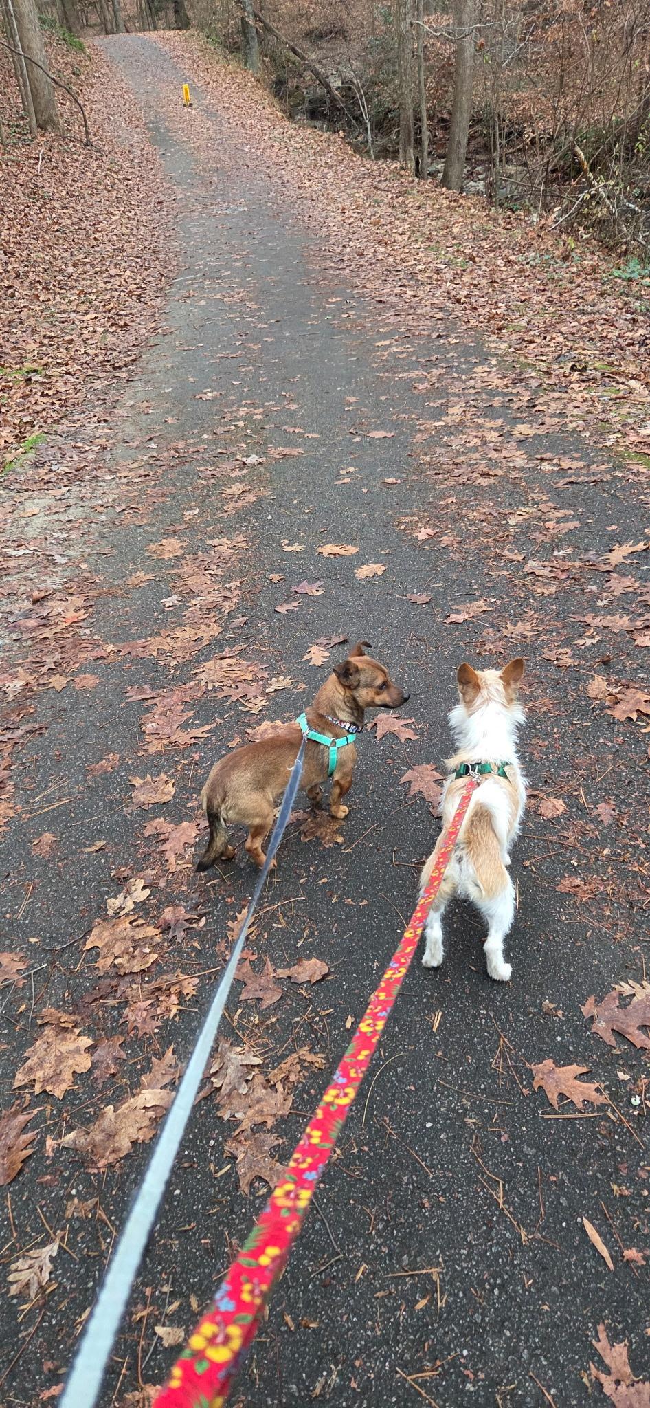 Enlarge Little Red, a ADOPTABLE mixed breed in Cary, NC image 3/3