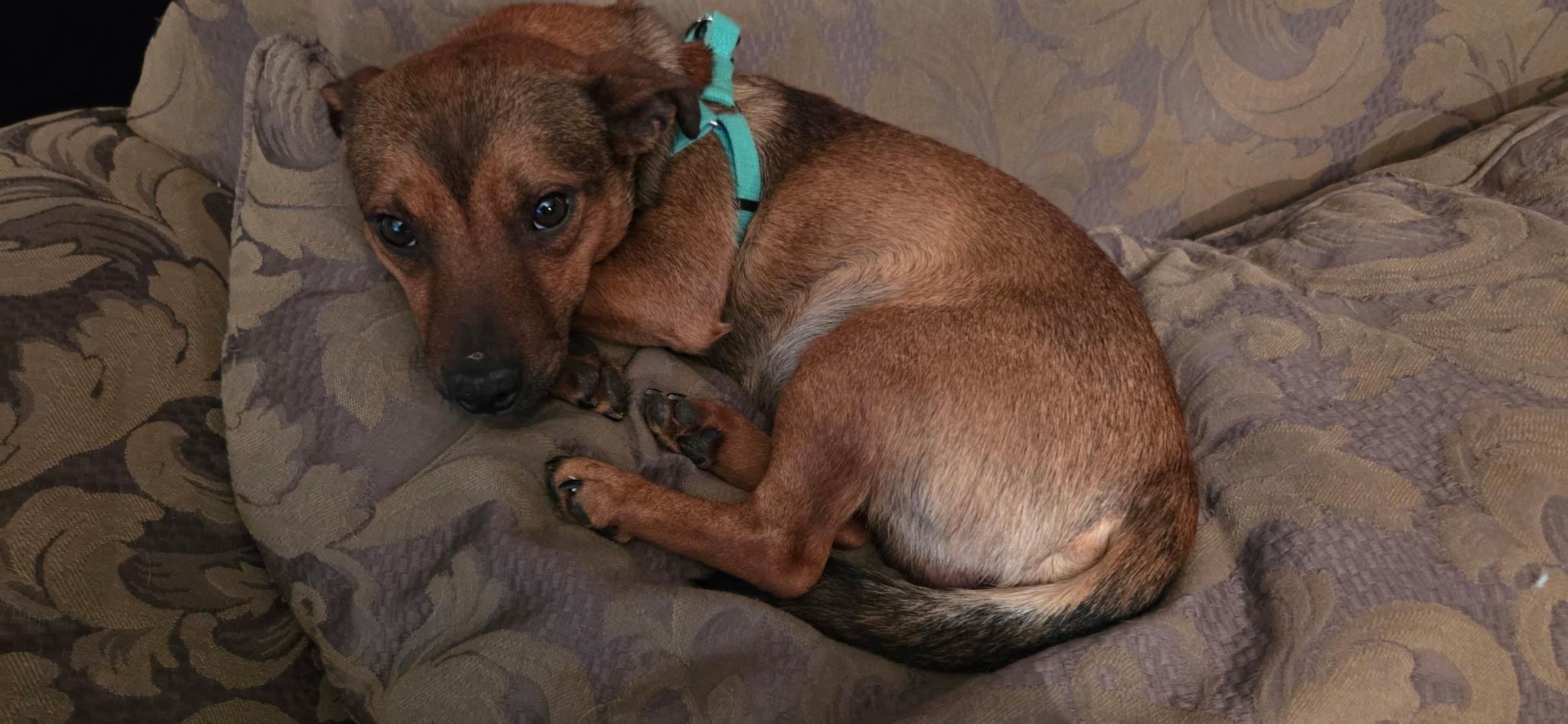 Enlarge Little Red, a ADOPTABLE mixed breed in Cary, NC image 2/3