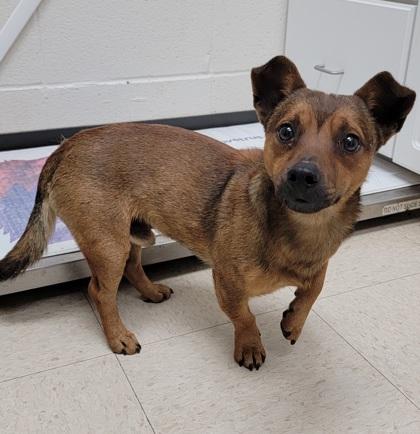 Enlarge Little Red, a ADOPTABLE mixed breed in Cary, NC image 1/3