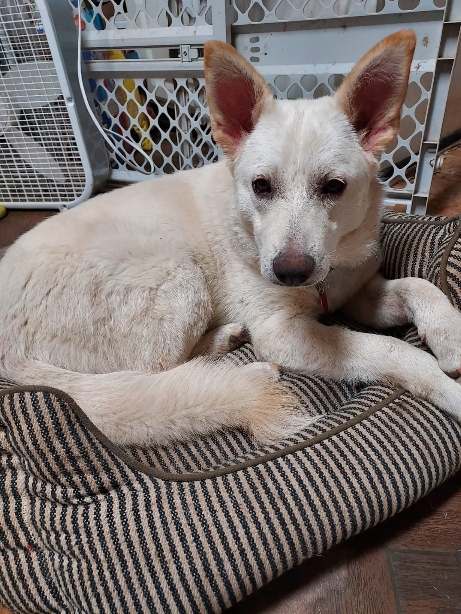 Masala, Adoptable, Young Female White German Shepherd & Cattle Dog.