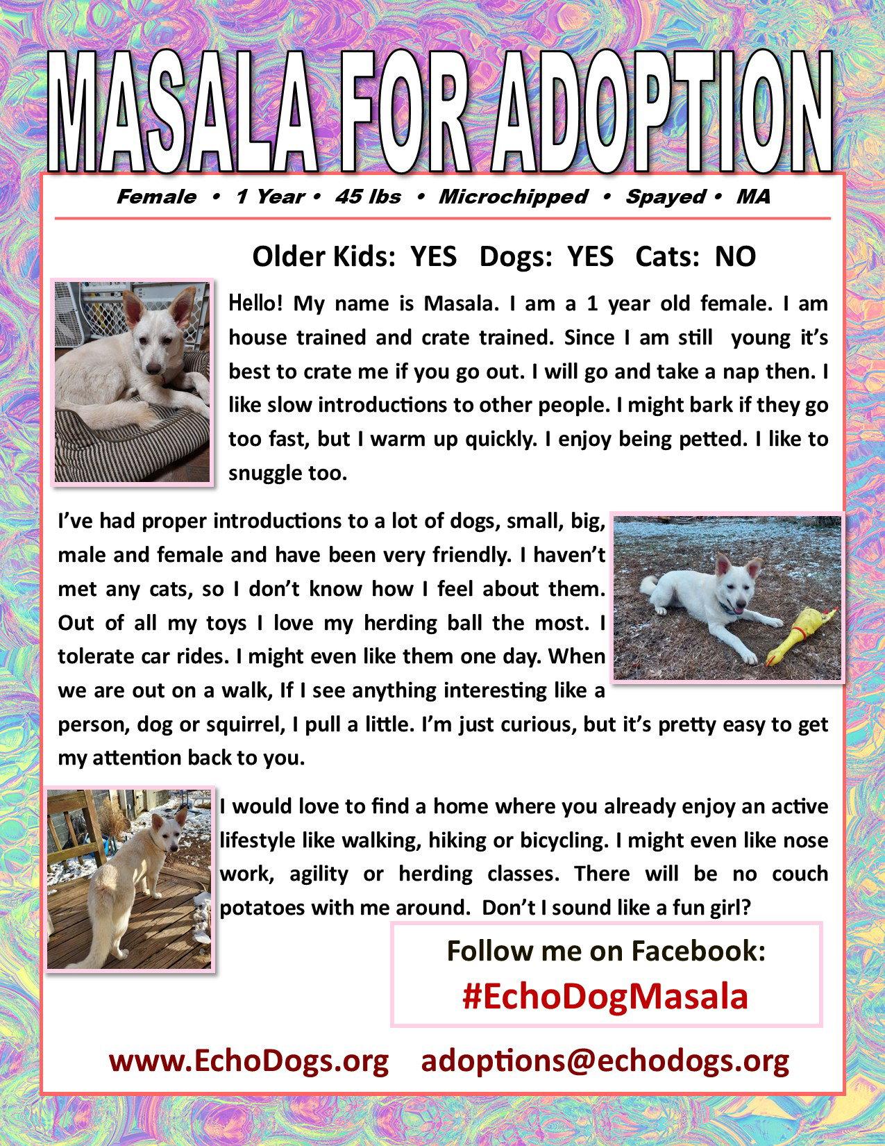 Masala, a Adoptable mixed breed in Londonderry, NH image 3/3