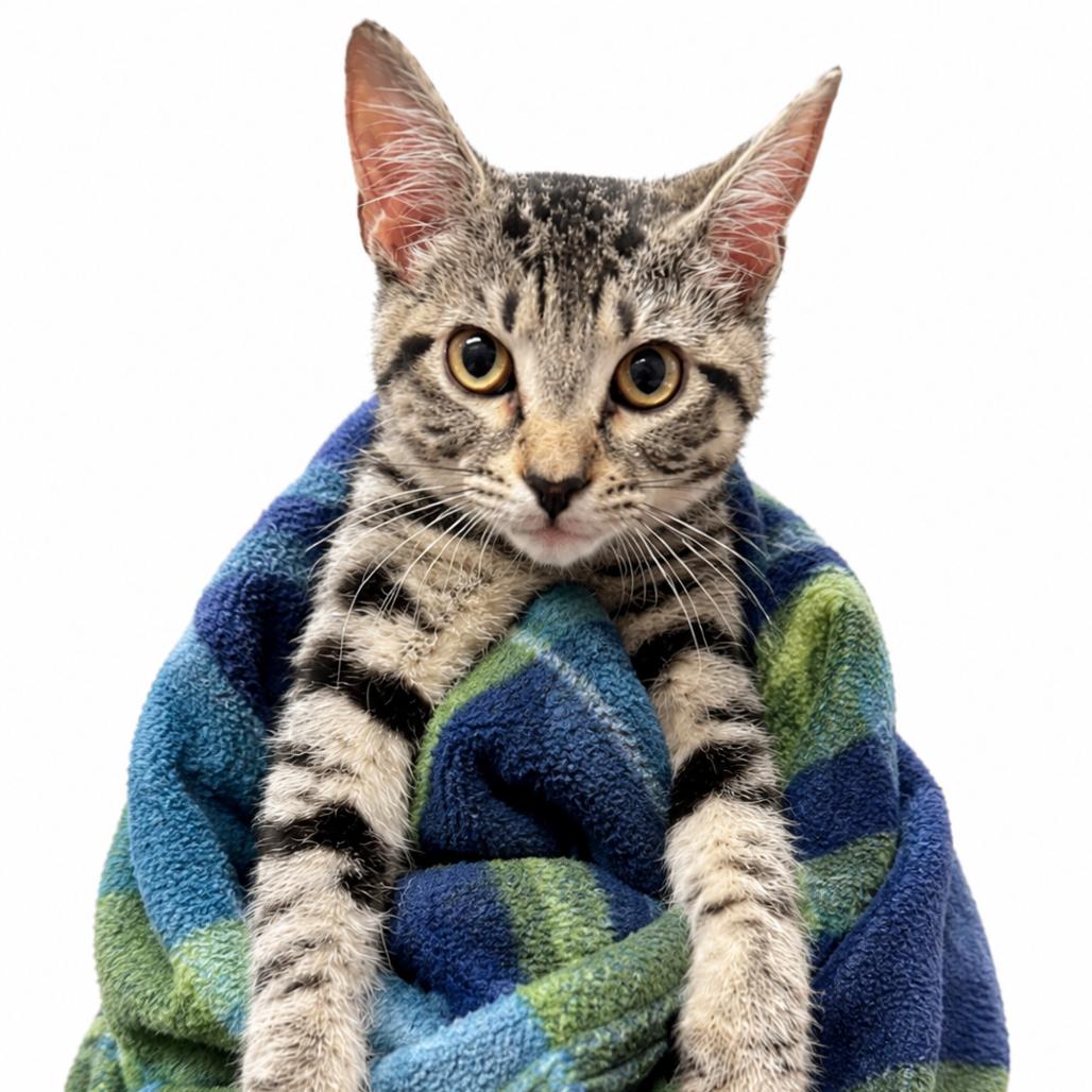Enlarge Wax Warmer *AVAILABLE AT PETSMART 280*, a Adoptable Domestic Short Hair in Columbiana, AL image 1/2