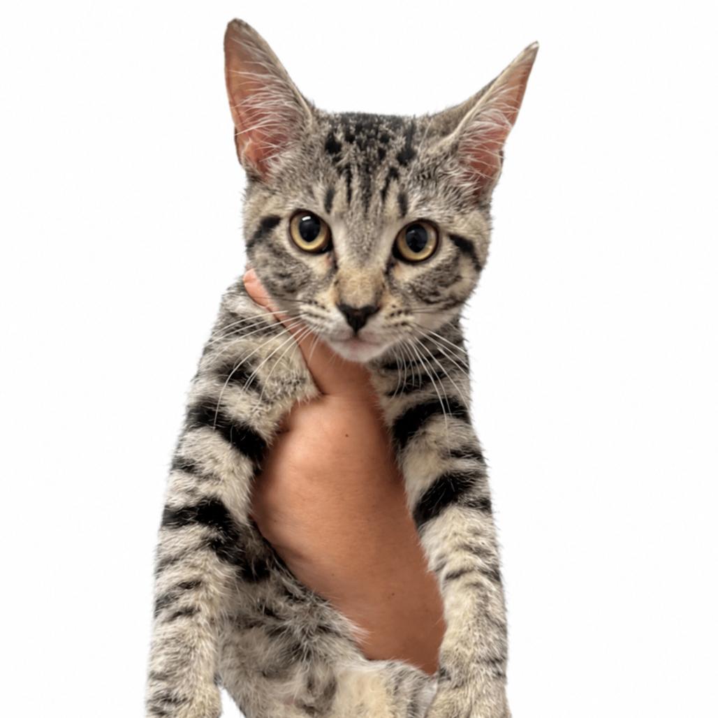 Enlarge Wax Warmer *AVAILABLE AT PETSMART 280*, a Adoptable Domestic Short Hair in Columbiana, AL image 2/2