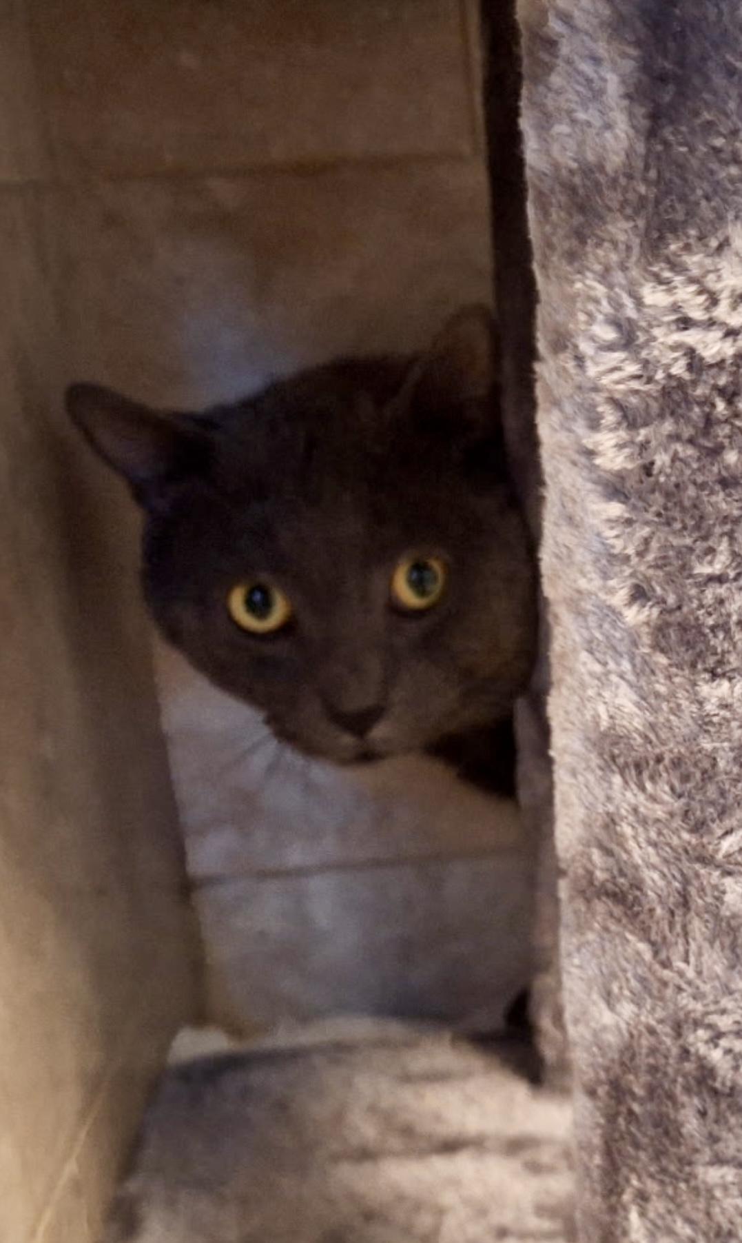 Smokey the Tripod, a Adopted mixed breed in Lantana, FL image 2/5