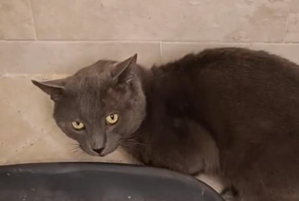 Smokey the Tripod, a Adopted mixed breed in Lantana, FL image 3/5