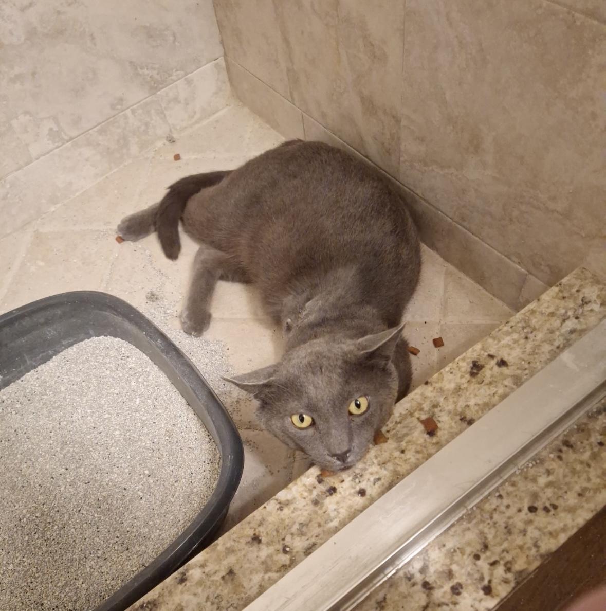 Smokey the Tripod, a Adopted mixed breed in Lantana, FL image 5/5