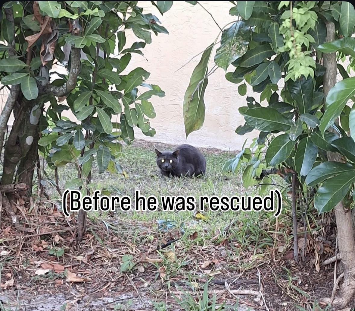 Smokey the Tripod, a Adopted mixed breed in Lantana, FL image 4/5
