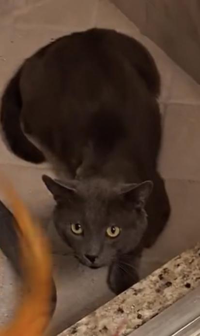 Smokey the Tripod, Adult Male Russian Blue