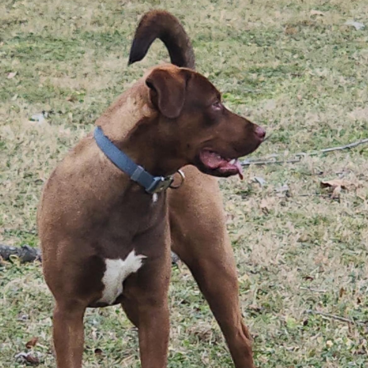 Enlarge Benji, a ADOPTABLE mixed breed in Brentwood, TN image 2/2