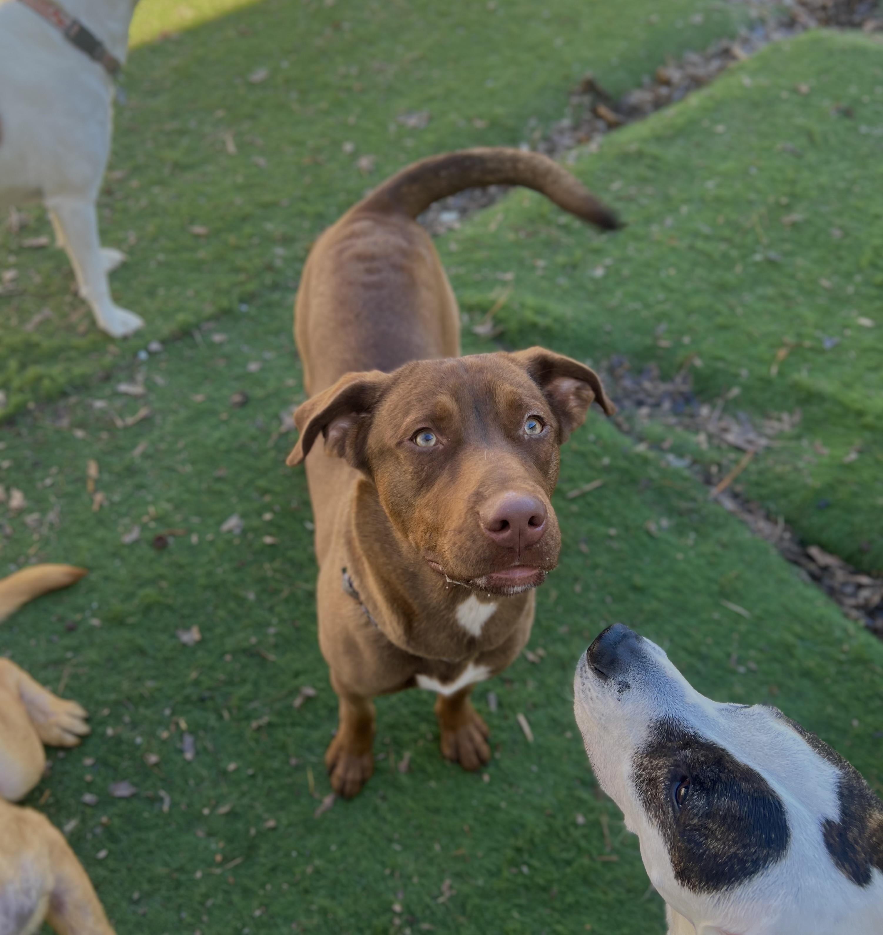 Enlarge Benji, an adoptable mixed breed in Brentwood, TN image 3/3