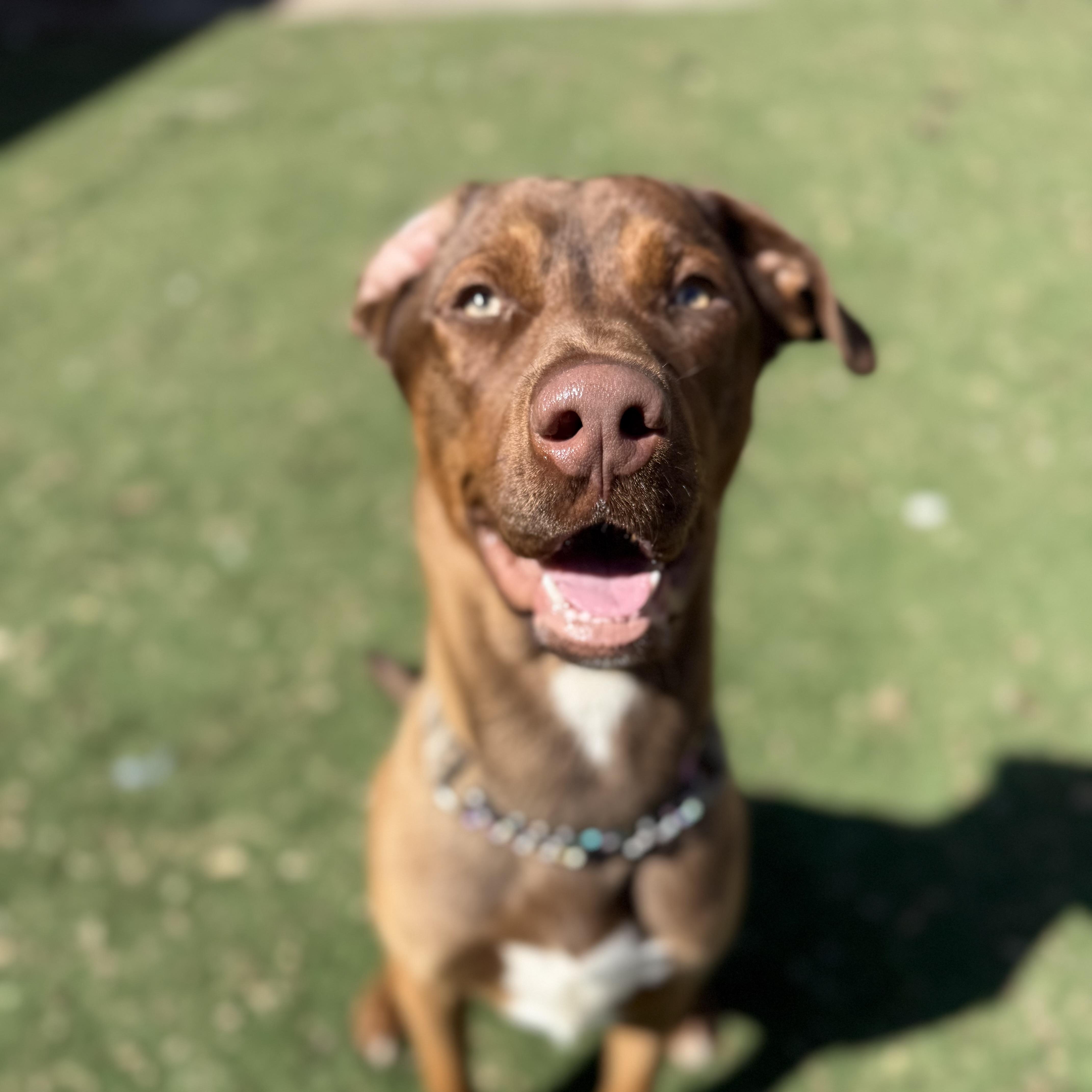 Enlarge Benji, an adoptable mixed breed in Brentwood, TN image 5/6