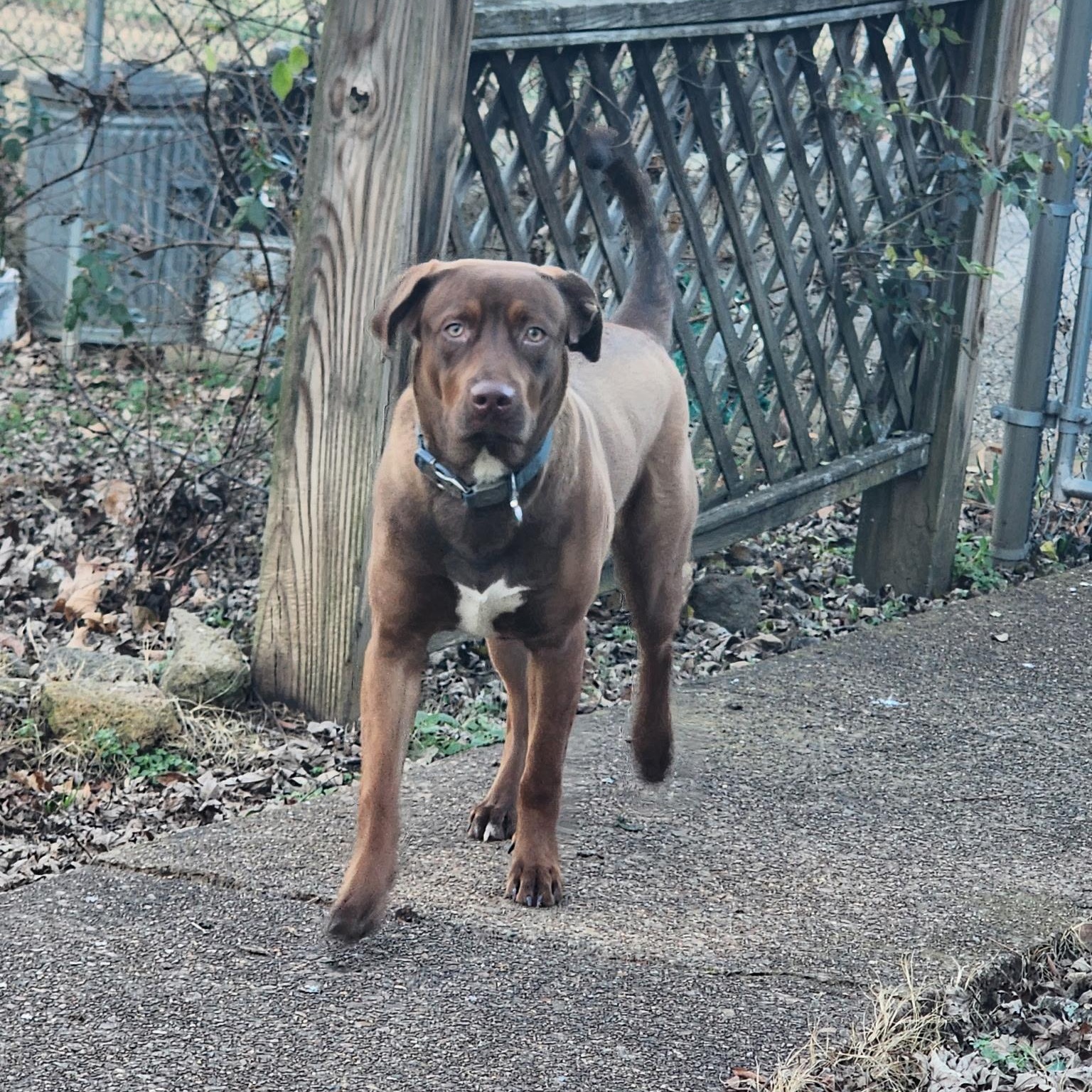 Benji, ADOPTABLE, Young Male Chocolate Labrador Retriever.