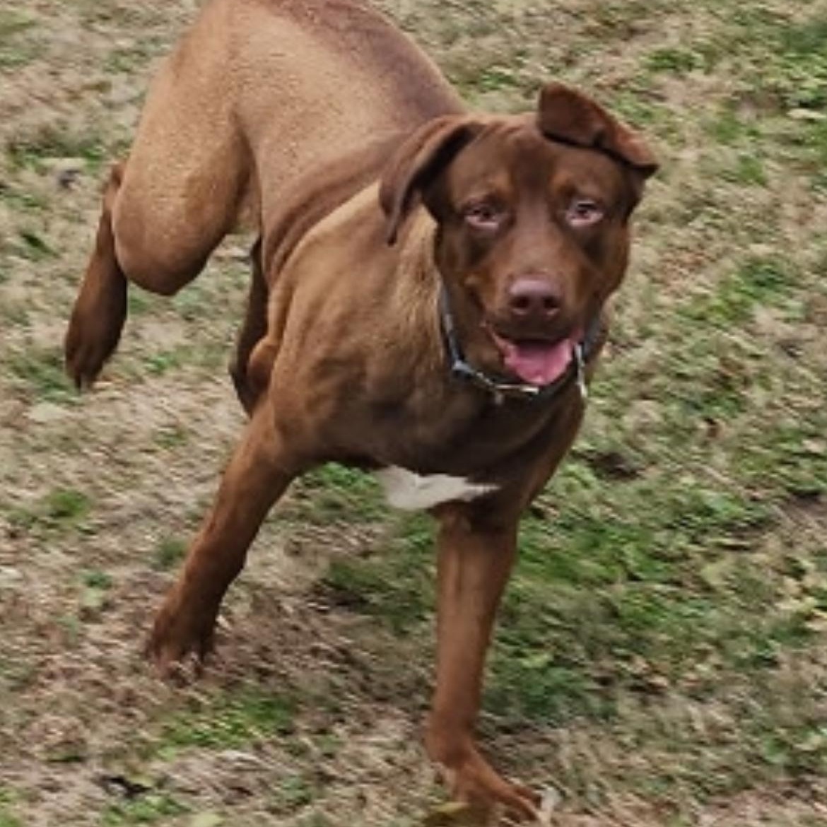 Enlarge Benji, a ADOPTABLE mixed breed in Brentwood, TN image 1/2