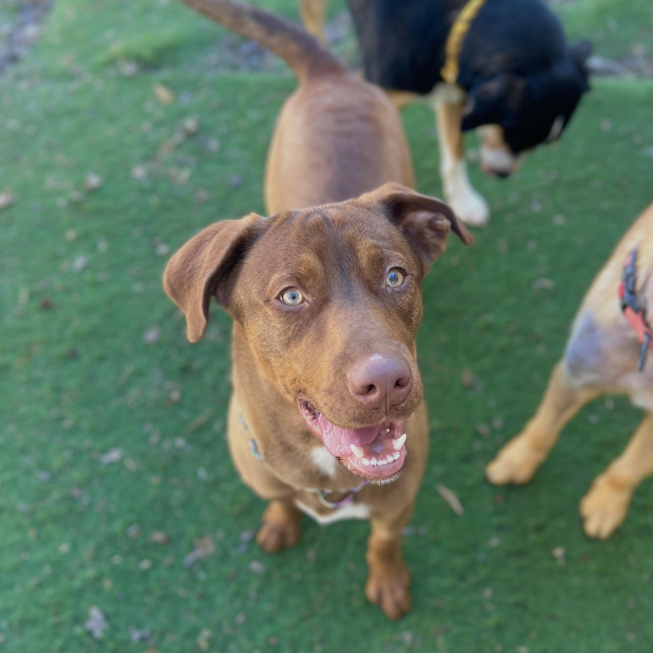 Enlarge Benji, an adoptable mixed breed in Brentwood, TN image 2/3