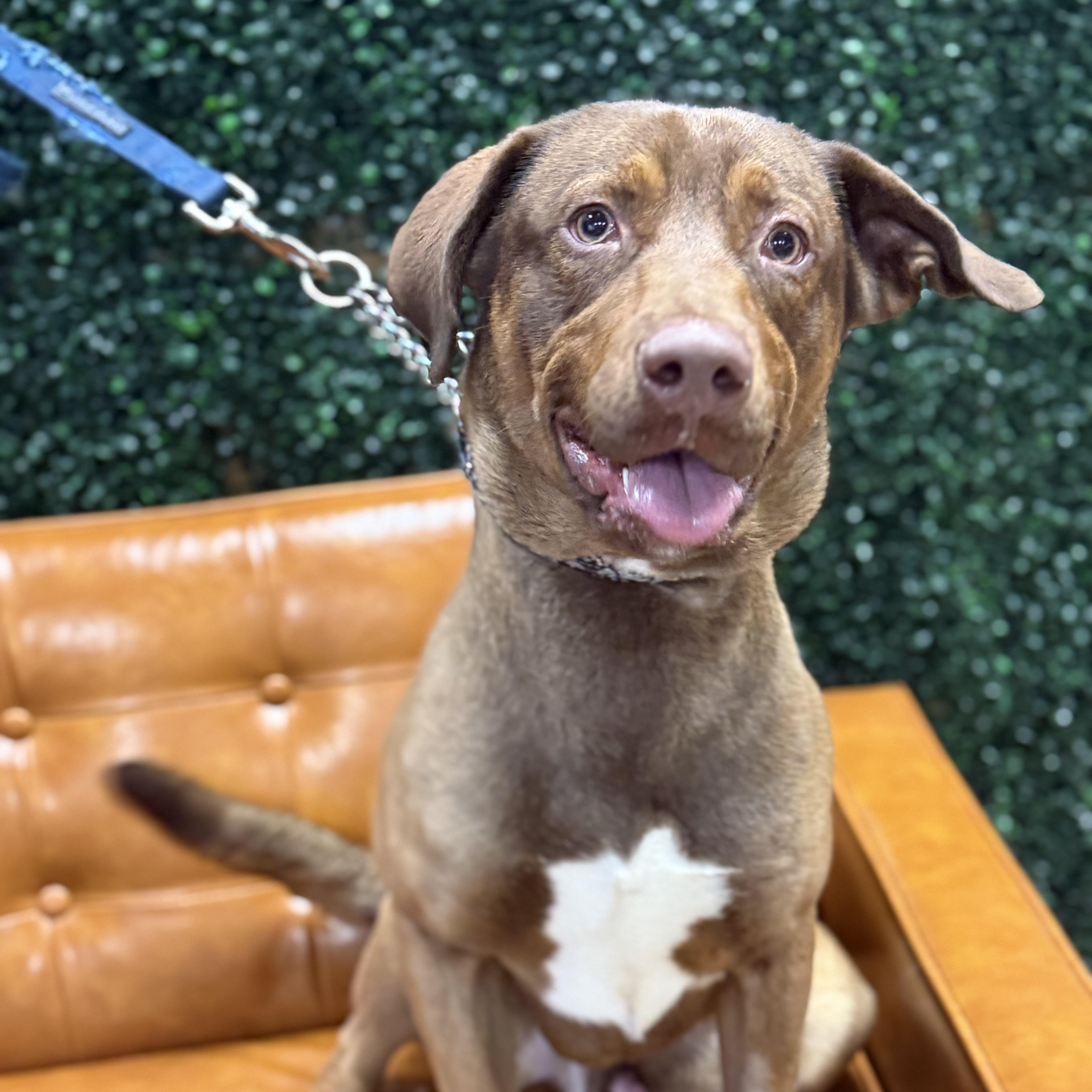 Benji, adoptable, Young Male Chocolate Labrador Retriever.