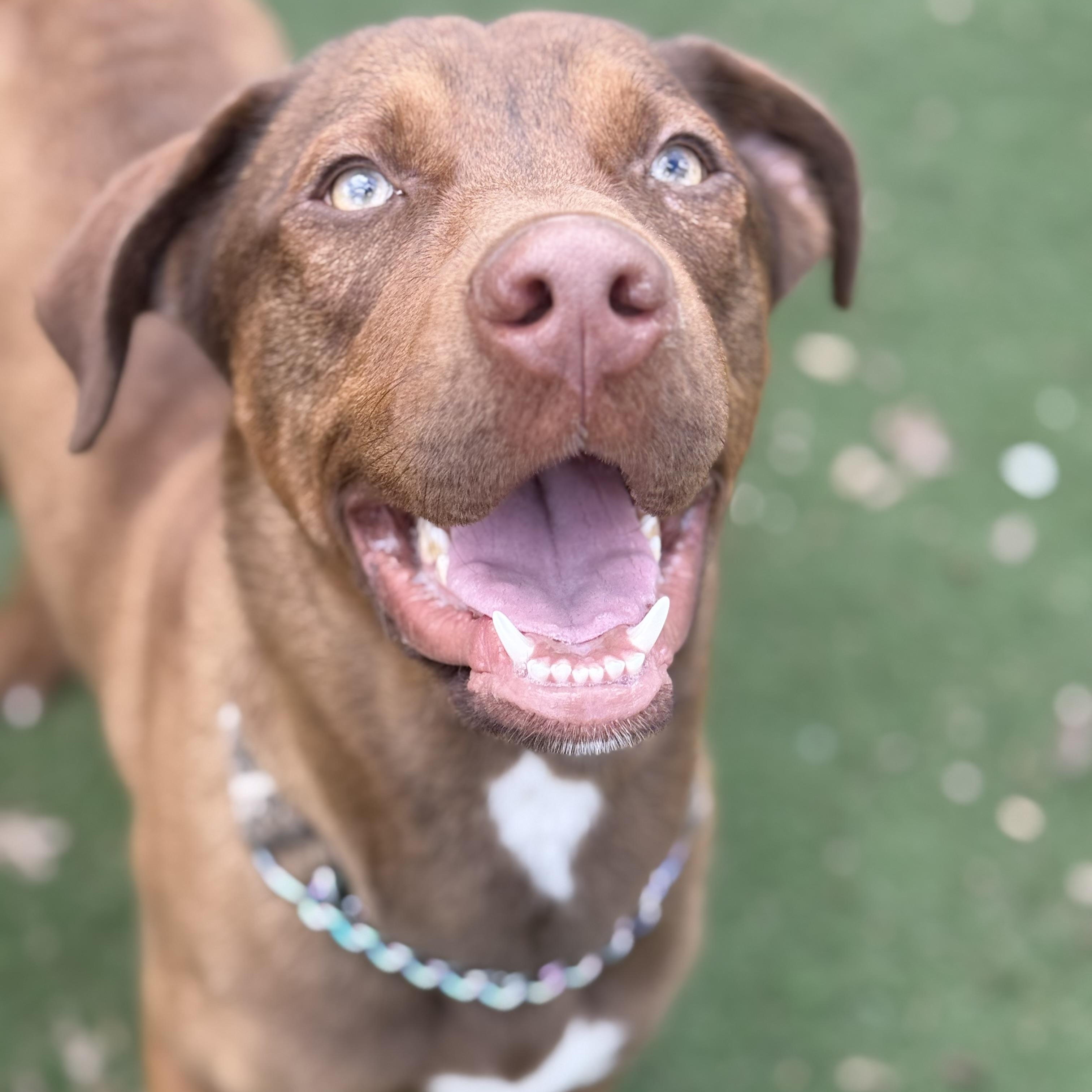 Enlarge Benji, an adoptable mixed breed in Brentwood, TN image 2/6