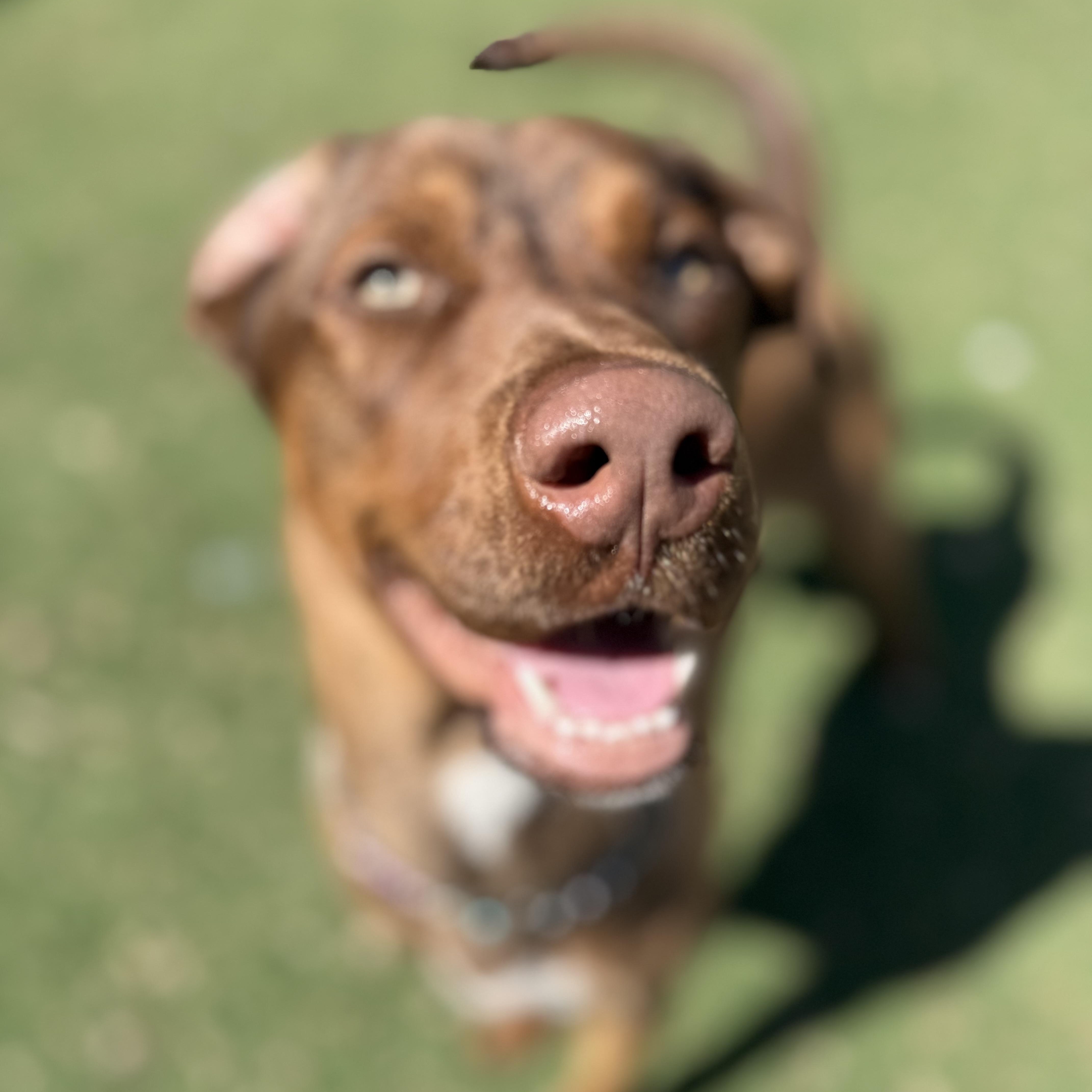 Enlarge Benji, an adoptable mixed breed in Brentwood, TN image 6/6