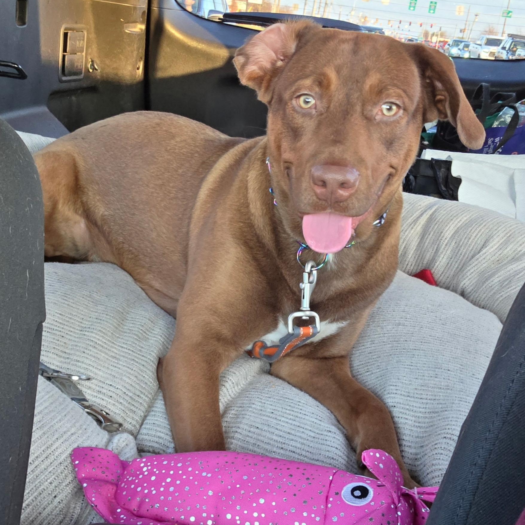 Benji, adoptable, Young Male Chocolate Labrador Retriever.