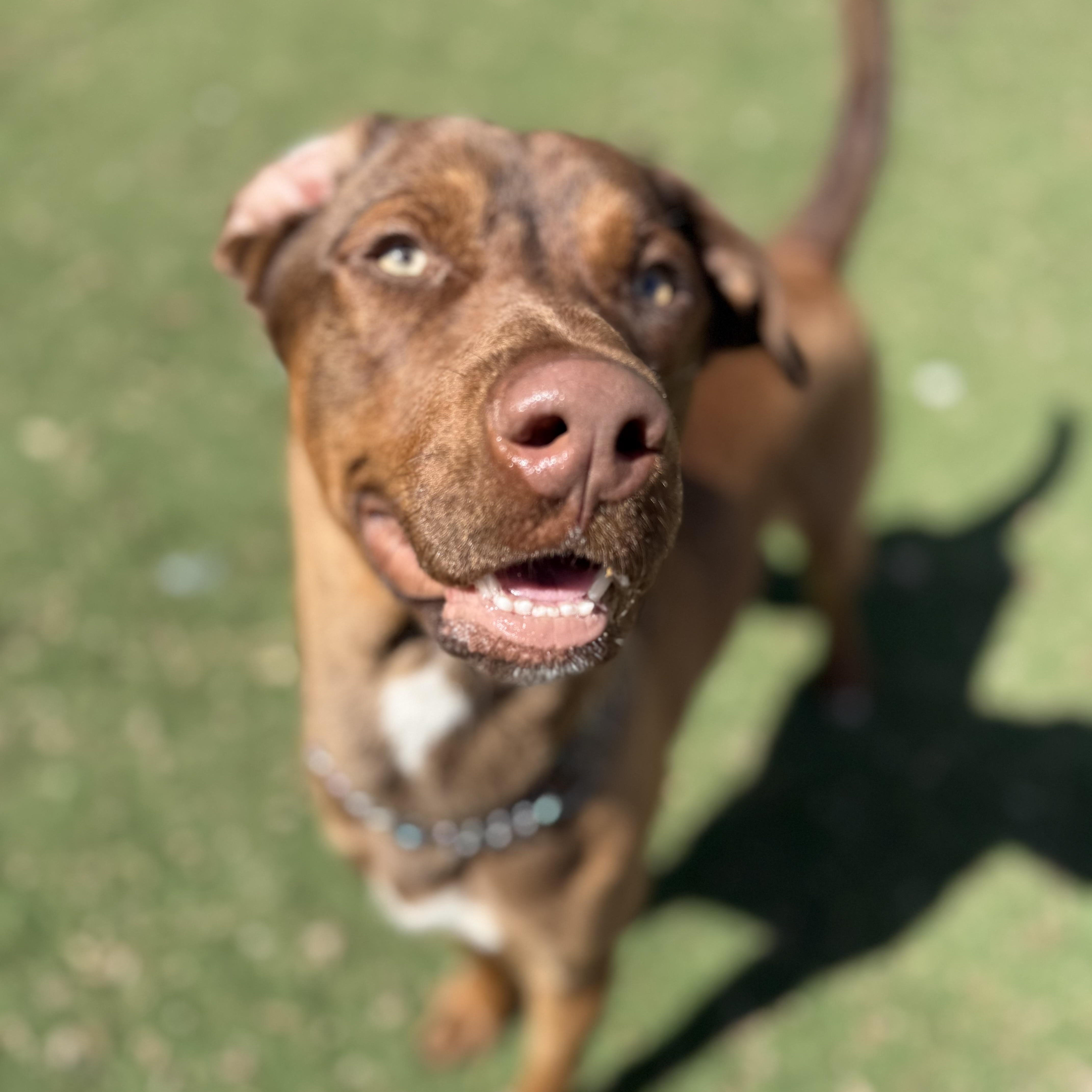 Enlarge Benji, an adoptable mixed breed in Brentwood, TN image 4/6