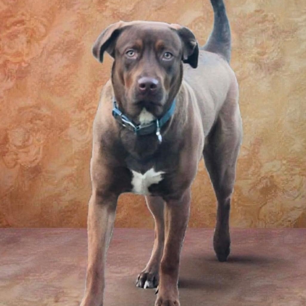 Benji, adoptable, Young Male Chocolate Labrador Retriever.