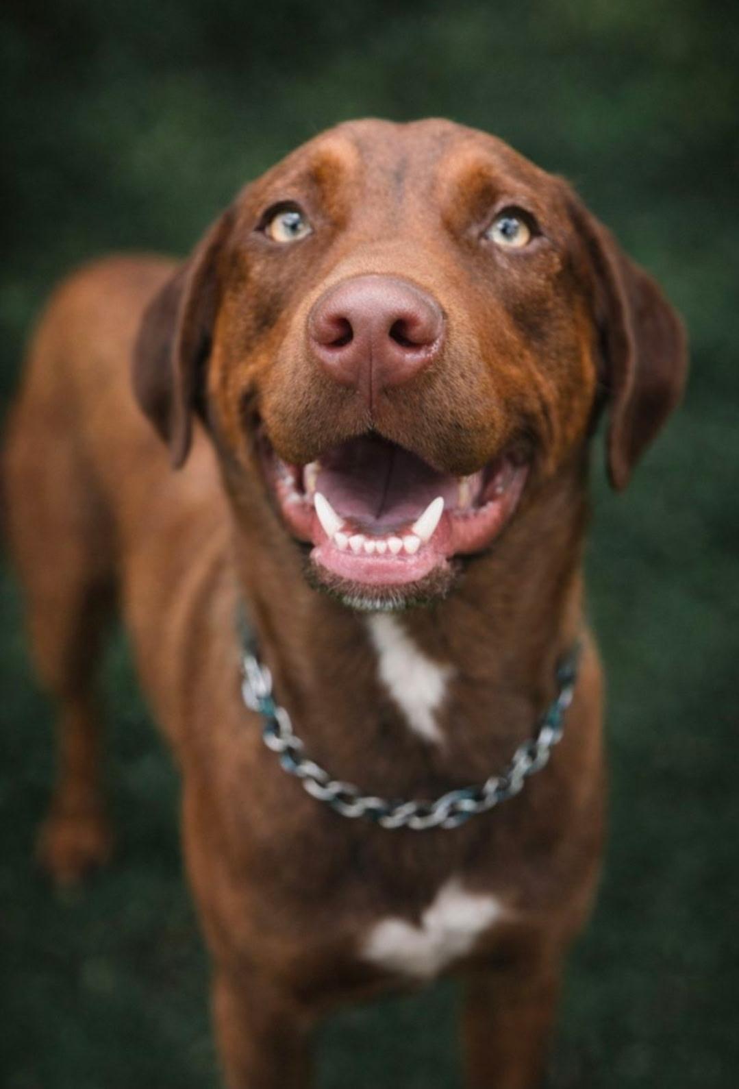 Enlarge Benji, an adoptable mixed breed in Brentwood, TN image 1/6
