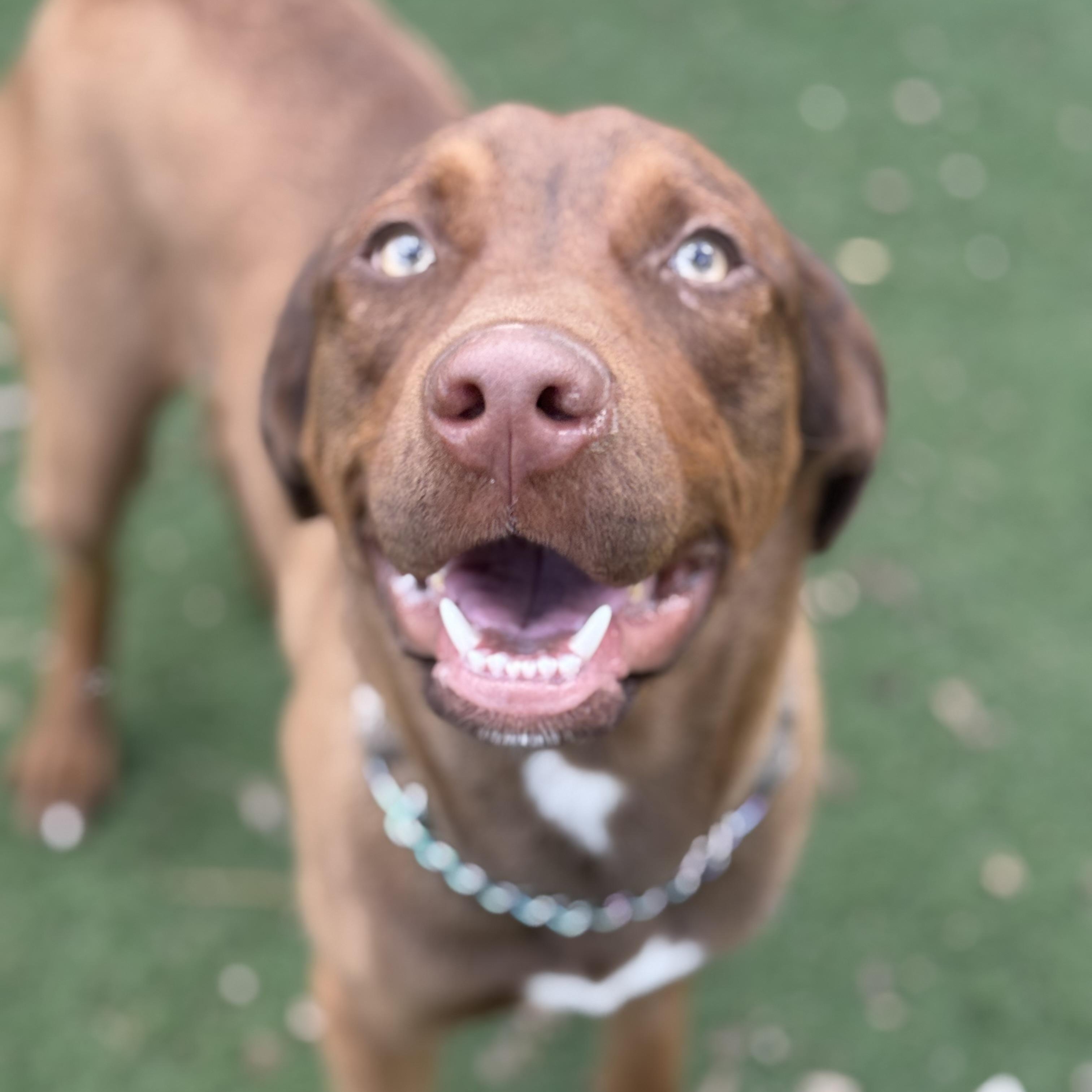 Enlarge Benji, an adoptable mixed breed in Brentwood, TN image 3/6