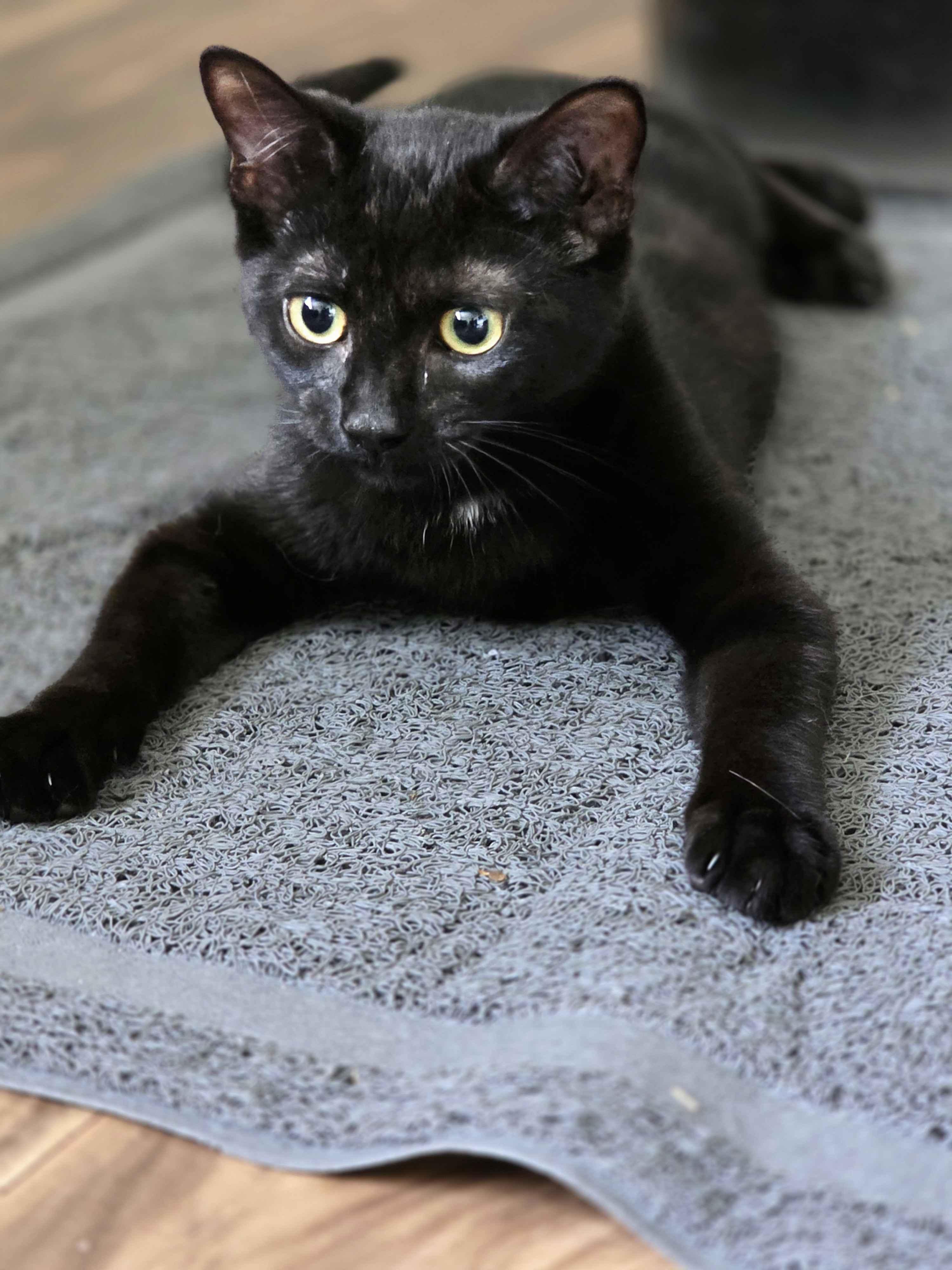 Enlarge Domino, an adopted Domestic Short Hair in Piscataway, NJ image 4/6