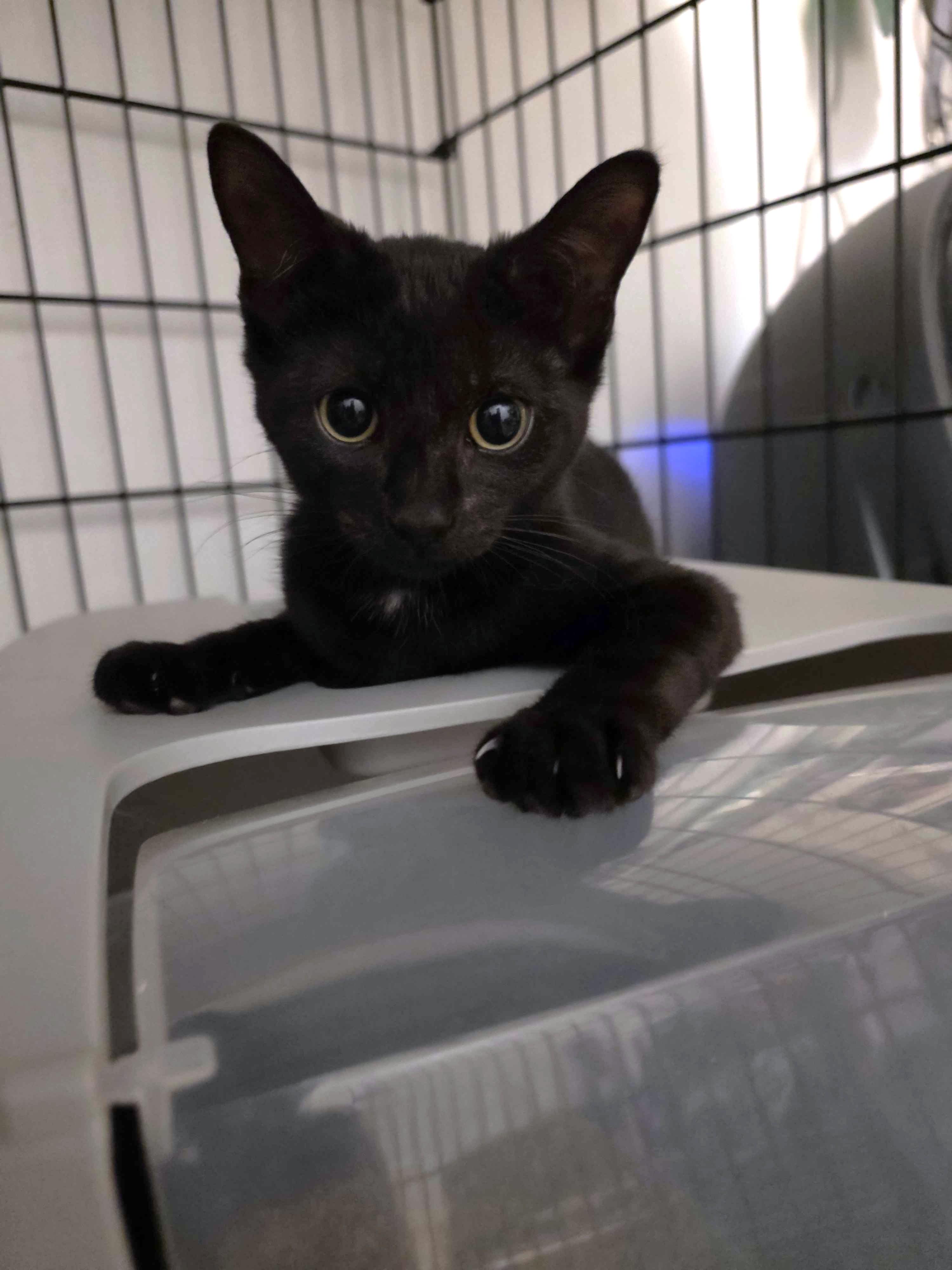 Enlarge Domino, an adopted Domestic Short Hair in Piscataway, NJ image 2/6