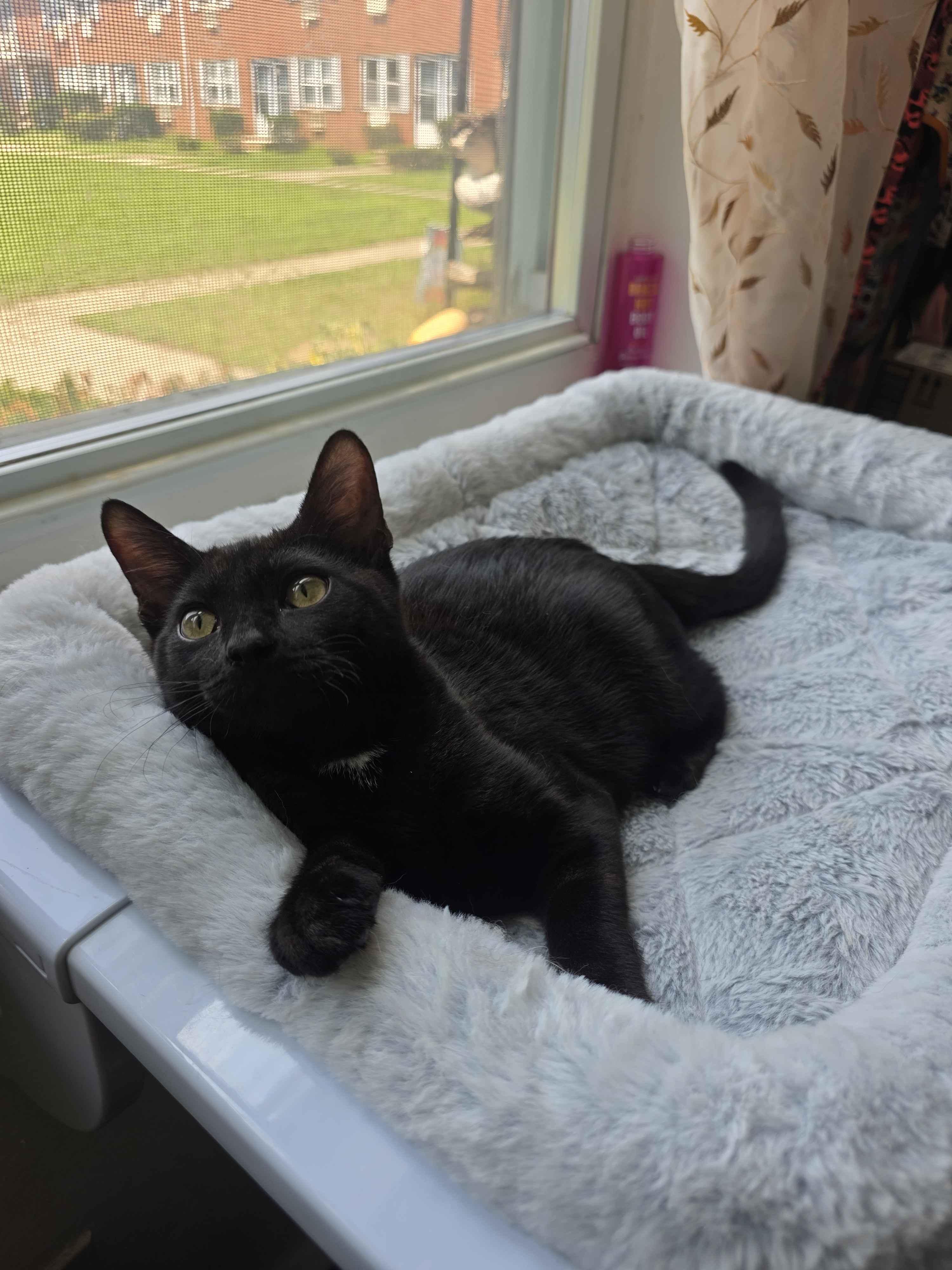 Domino, adopted, Kitten Female Domestic Short Hair.