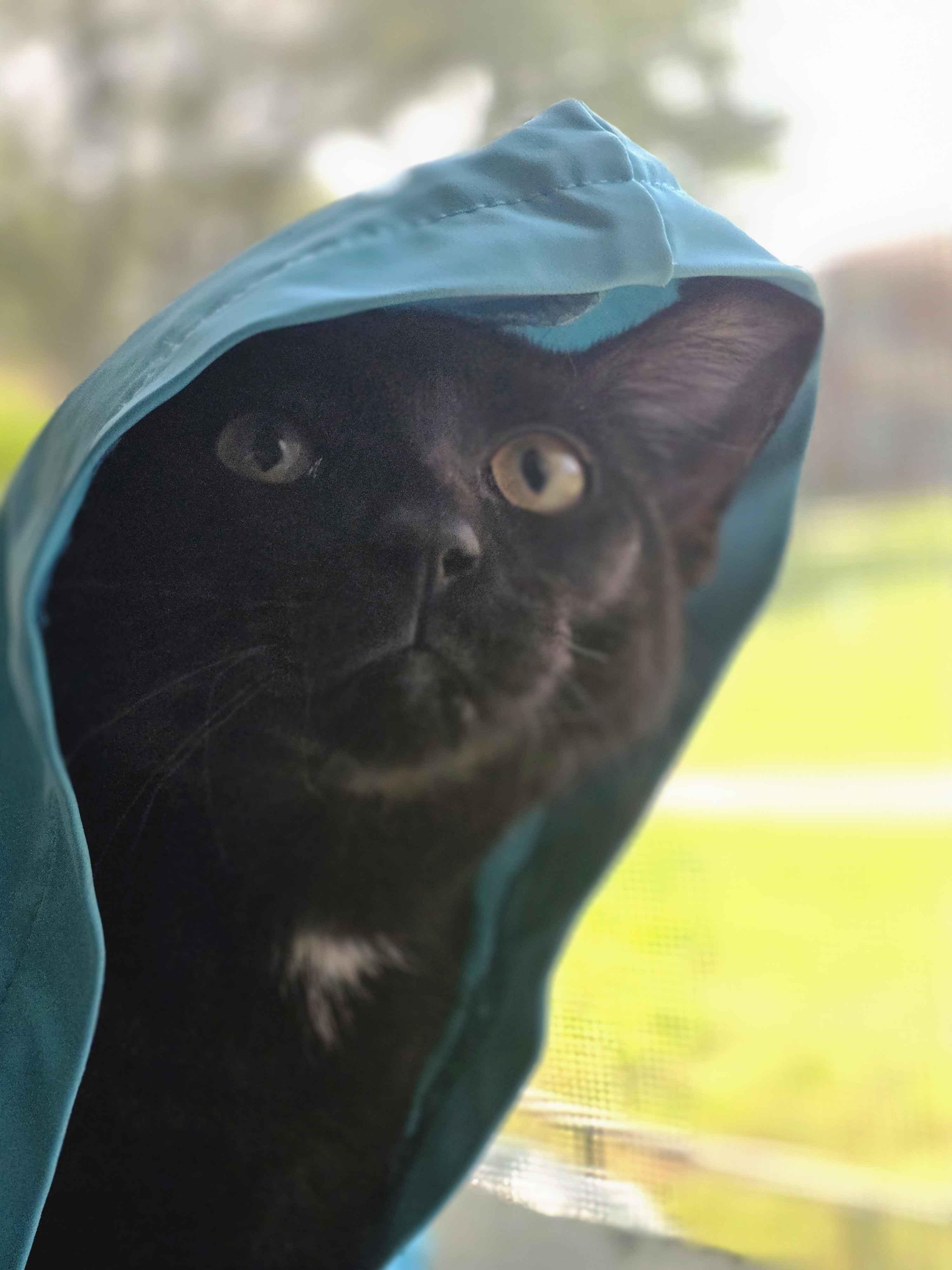 Enlarge Domino, an adopted Domestic Short Hair in Piscataway, NJ image 3/6