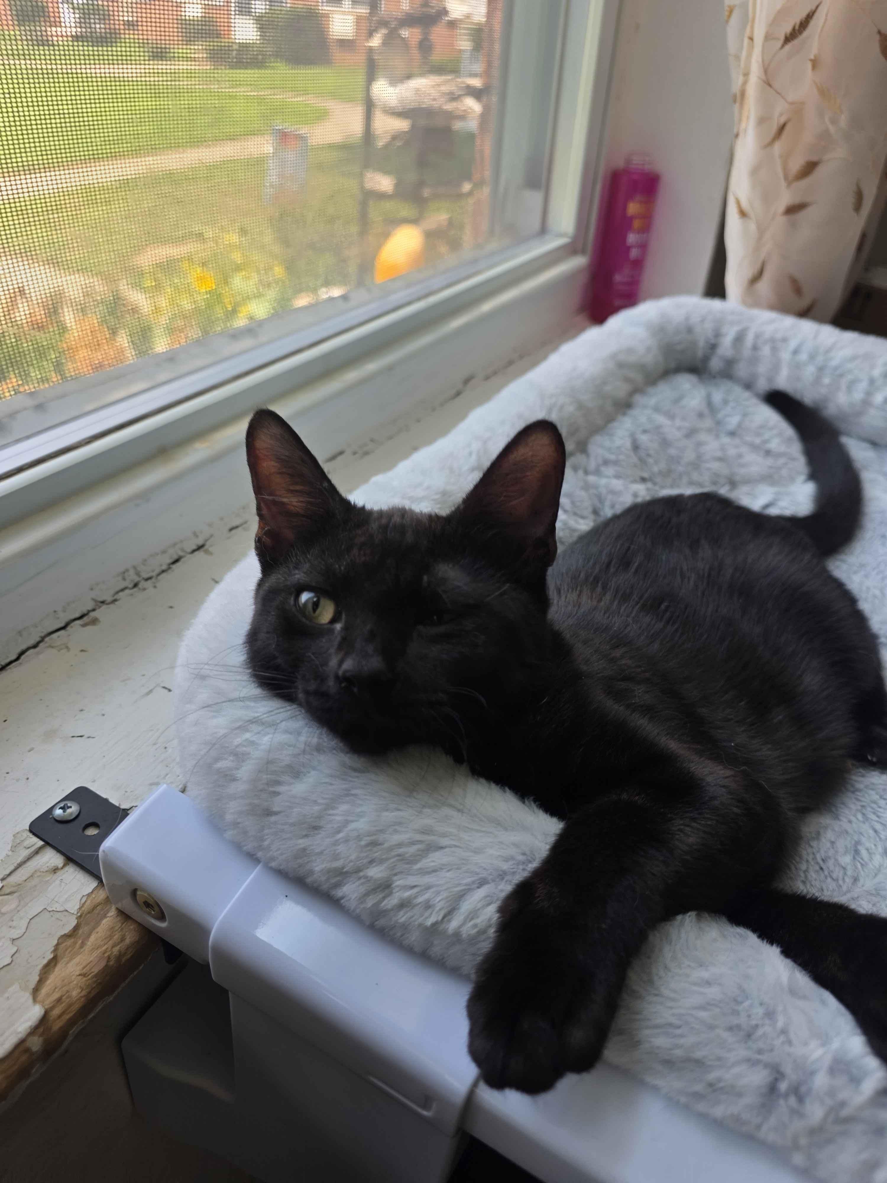 Enlarge Domino, an adopted Domestic Short Hair in Piscataway, NJ image 5/6