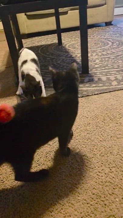 Enlarge Domino, an adopted Domestic Short Hair in Piscataway, NJ video 6/6
