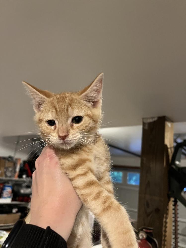 Lasagna, Adoptable, Young Male Domestic Short Hair & Tabby.