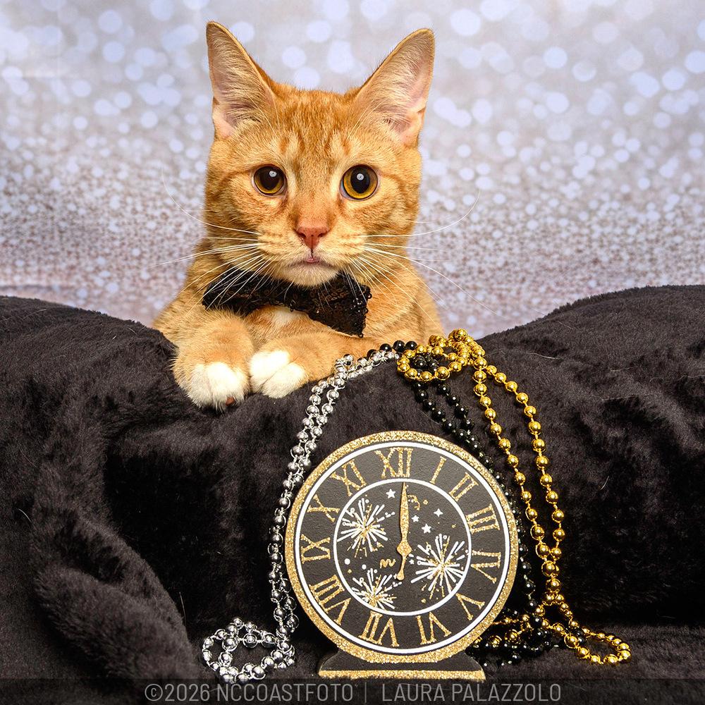 Enlarge Lasagna, a Adoptable mixed breed in Emerald Isle, NC image 2/2