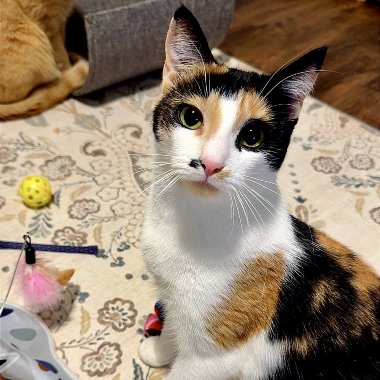 Home Depot, Adoptable, Kitten Female Domestic Short Hair.