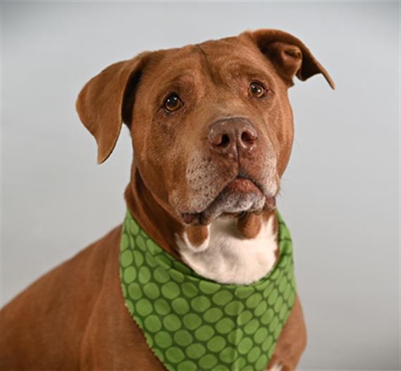 Enlarge BOOMER, a Adoptable Pit Bull Terrier in Loveland, CO image 1/1