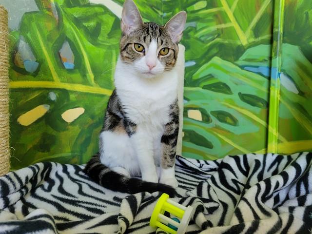 IZZY, Adoptable, Young Female Domestic Short Hair.