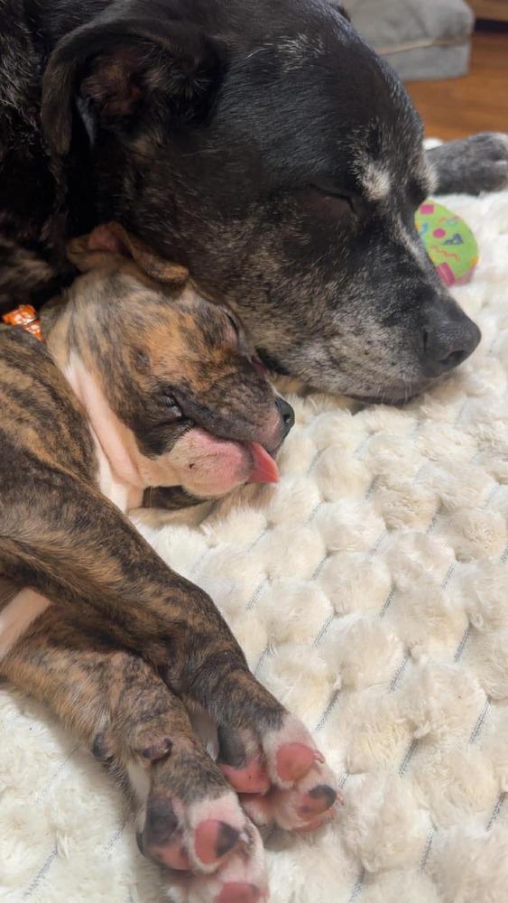 Enlarge Oakley , an adopted mixed breed in China Township, MI image 3/4