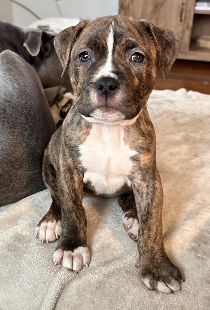 Enlarge Oakley , an adopted mixed breed in China Township, MI image 1/4