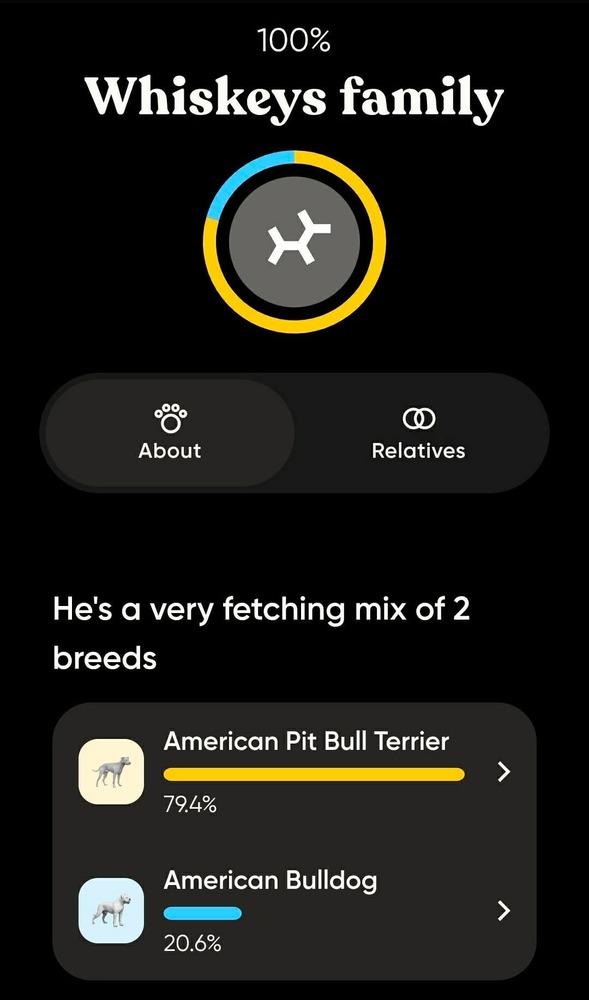 Enlarge Oakley , an adopted mixed breed in China Township, MI image 4/4