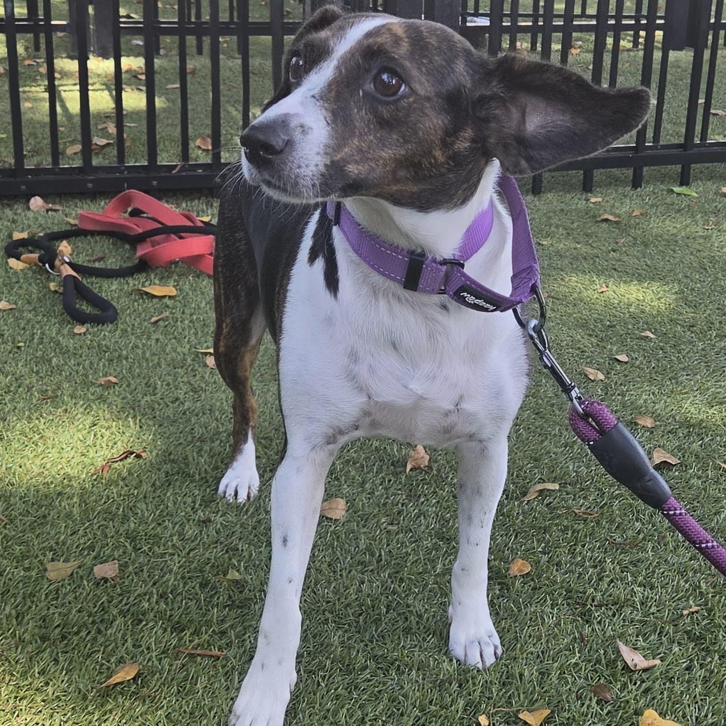 Marina 5413, an adoptable mixed breed in Boca Raton, FL image 2/4