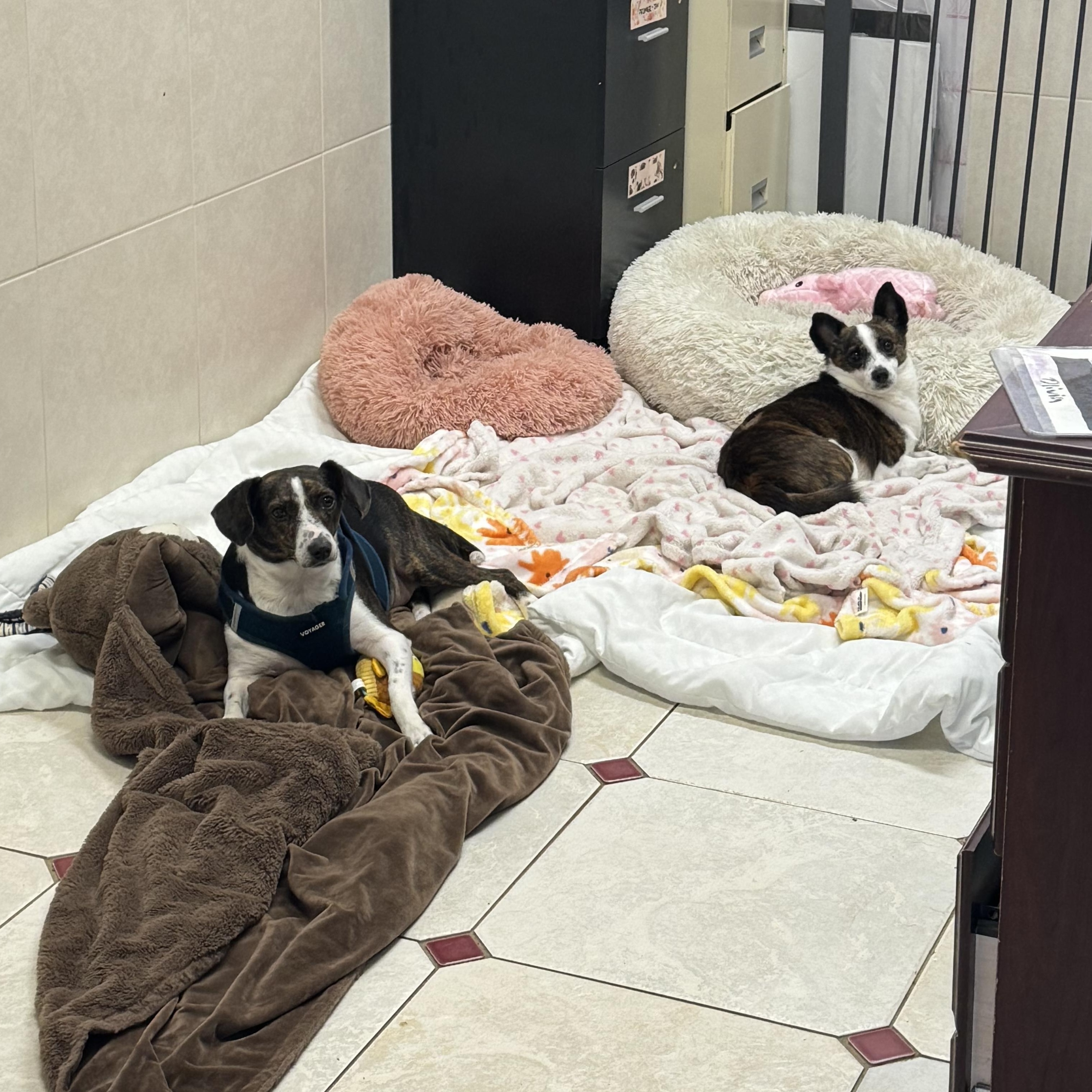 Enlarge Marina 5413, an adoptable mixed breed in Boca Raton, FL image 3/3