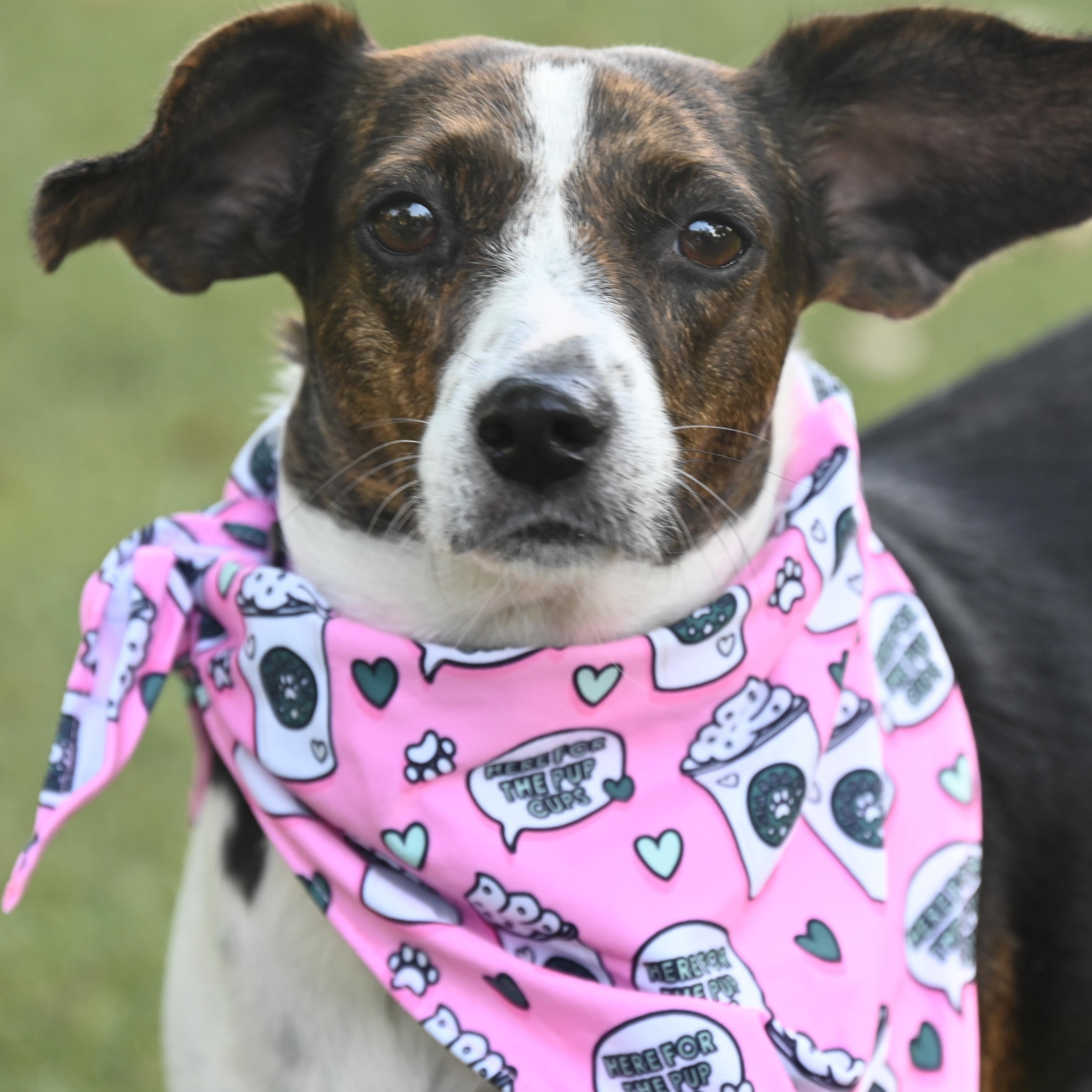 Marina 5413, adoptable, Young Female Terrier.