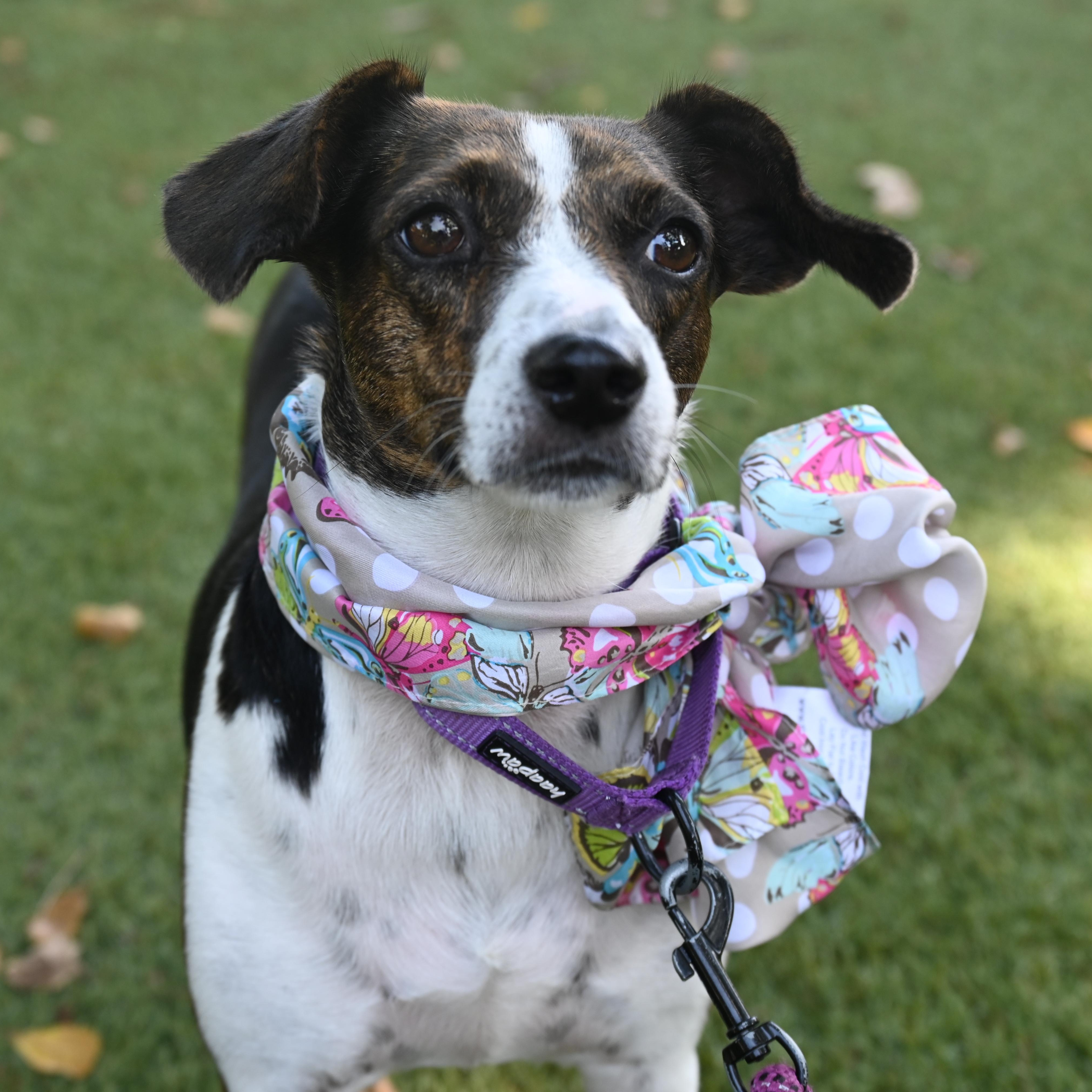 Marina 5413, an adoptable mixed breed in Boca Raton, FL image 2/5