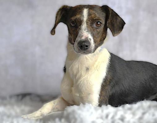 Enlarge Marina 5413, an adoptable mixed breed in Boca Raton, FL image 1/2