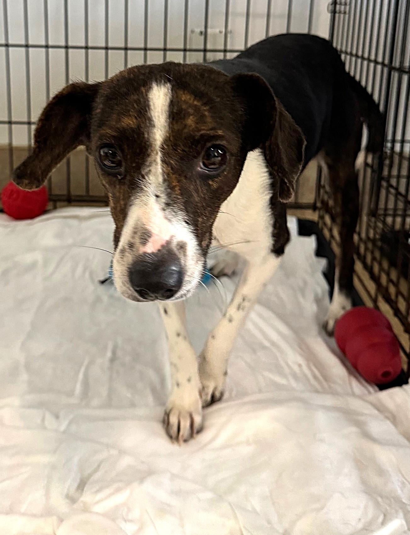 Marina 5413, adoptable, Young Female Terrier.