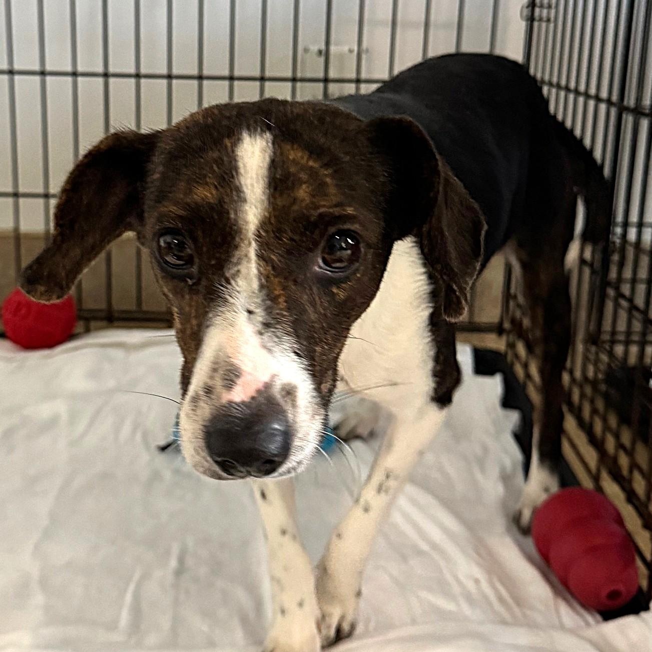 Enlarge Marina 5413, an adoptable mixed breed in Boca Raton, FL image 2/3