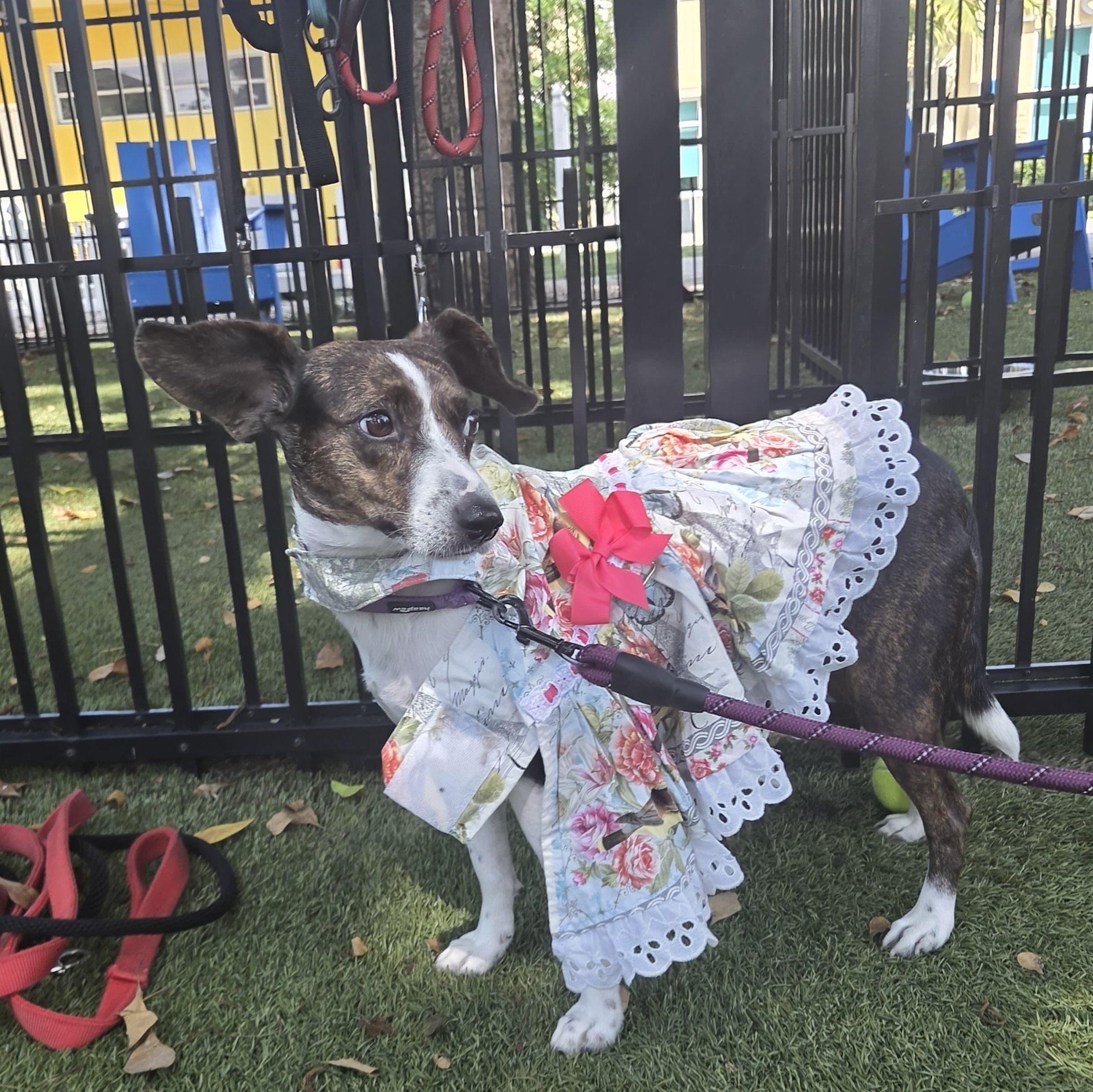 Marina 5413, an adoptable mixed breed in Boca Raton, FL image 1/4