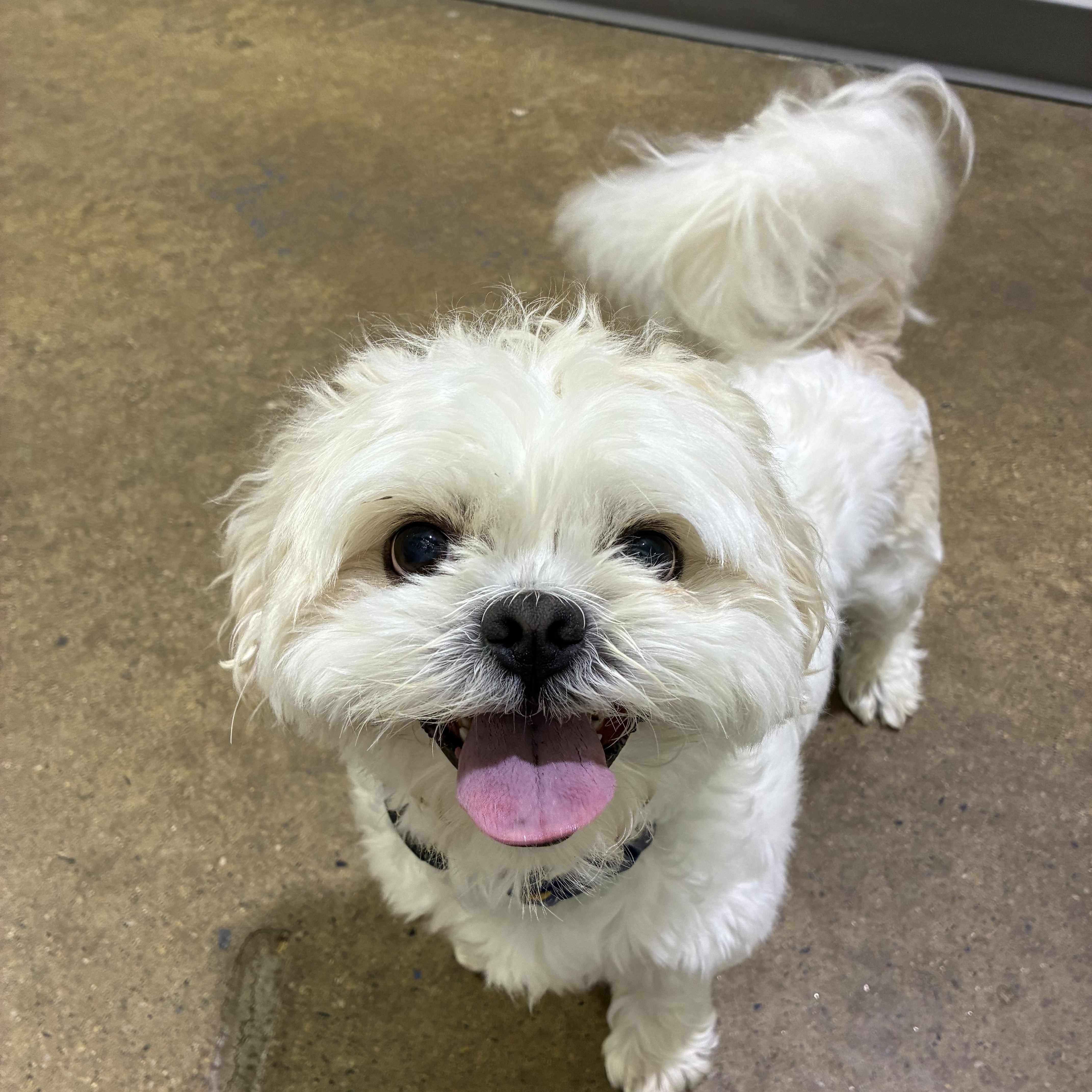 Leo Adoption pending. Wish me luck., adopted, Adult Male Shih Tzu.